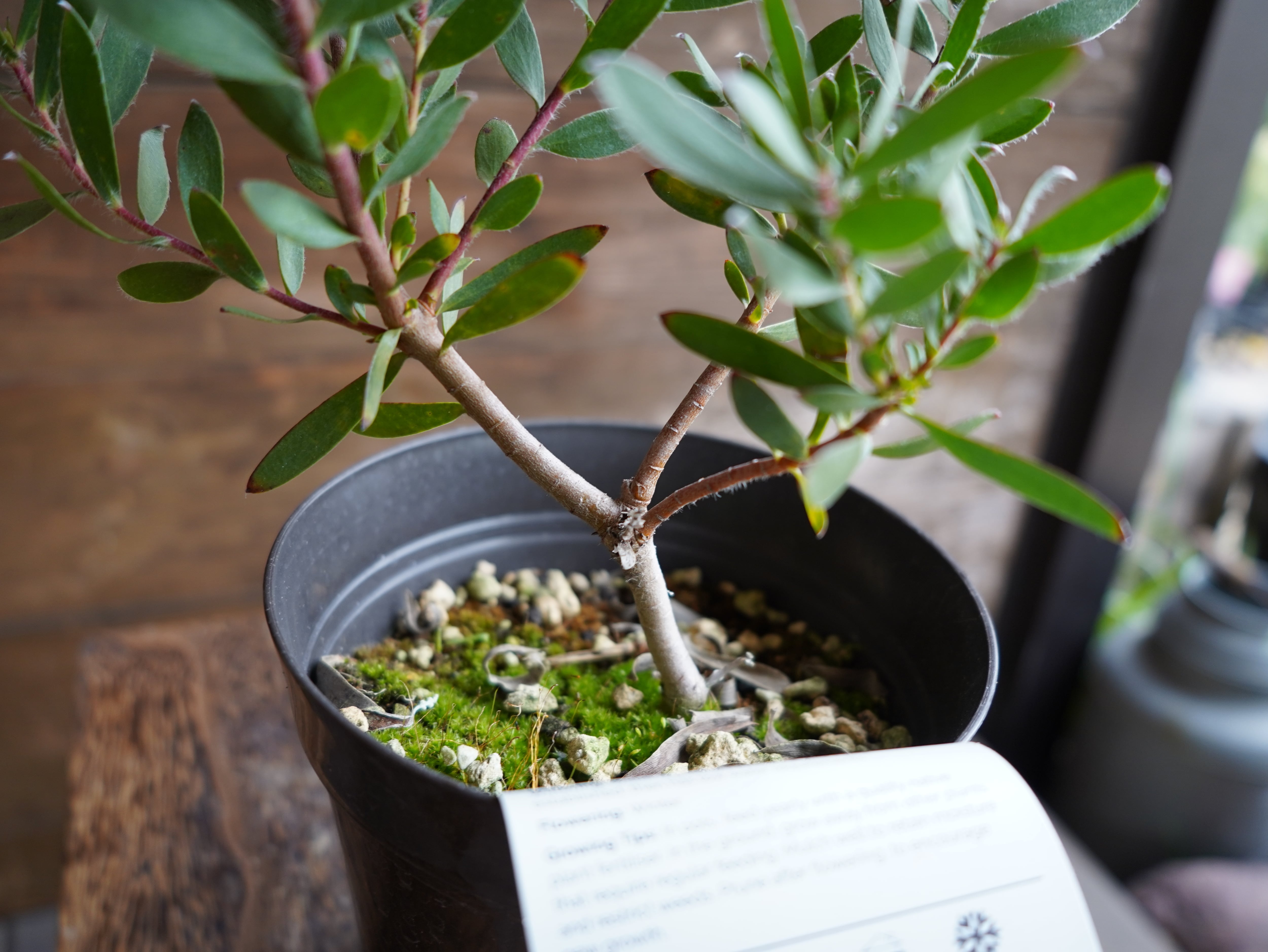 【現物】リューカデンドロン ”Red Gem”