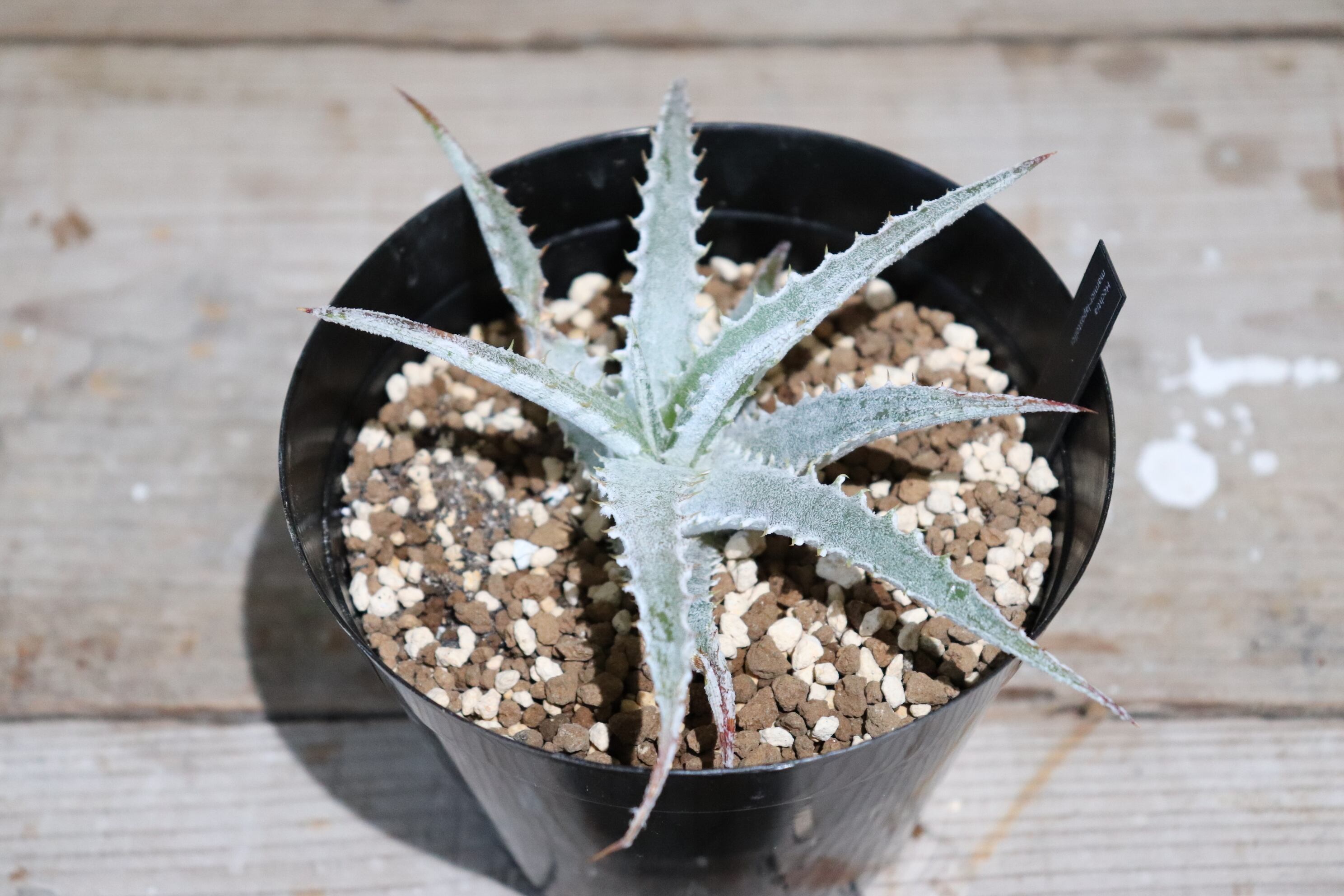 送料無料】Hechtia marnier-lapostollei 〔ヘクチア〕現品発送H0001