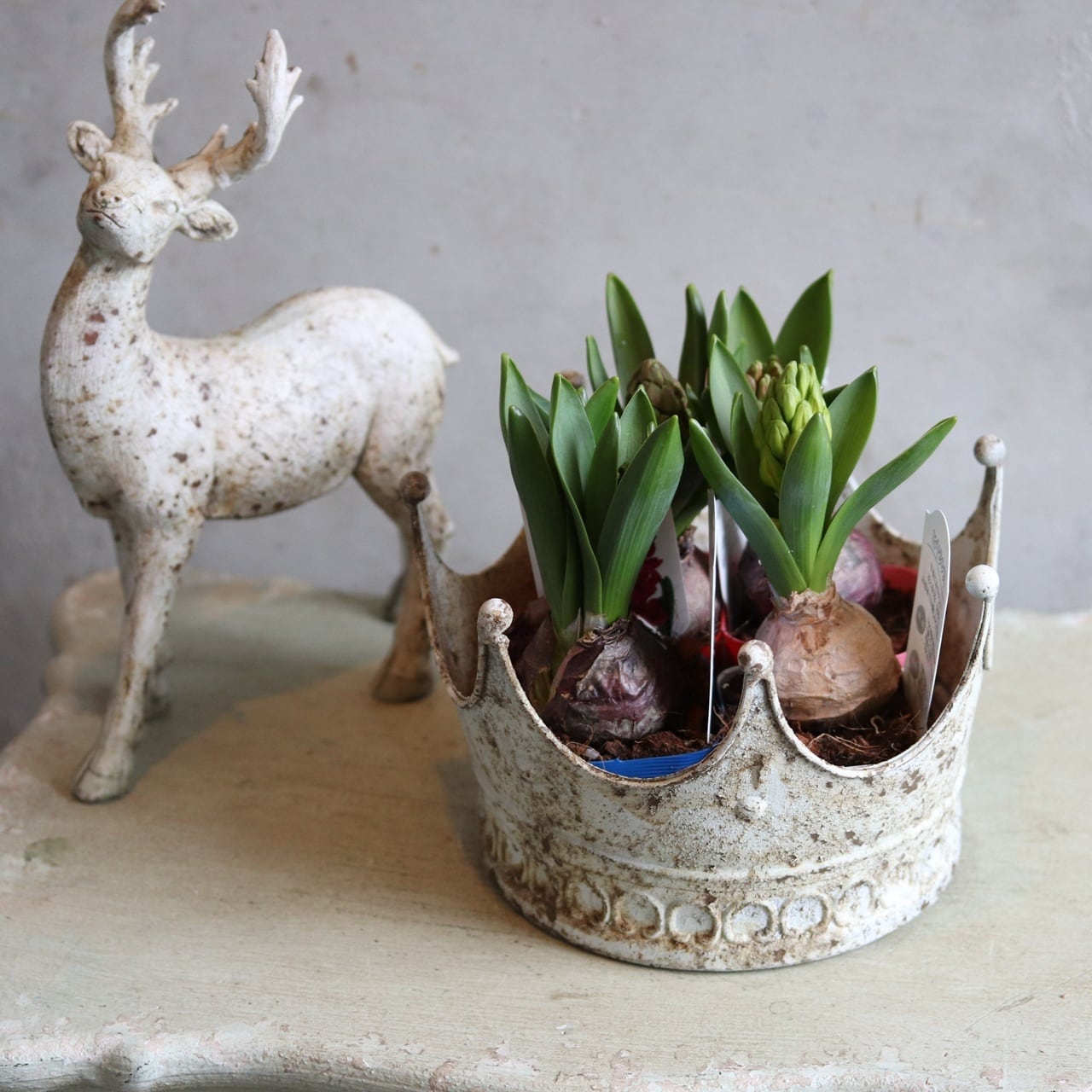 鉢（陶器・ブリキ） | 寄せ植え お花のプレゼント モンディマンシェ