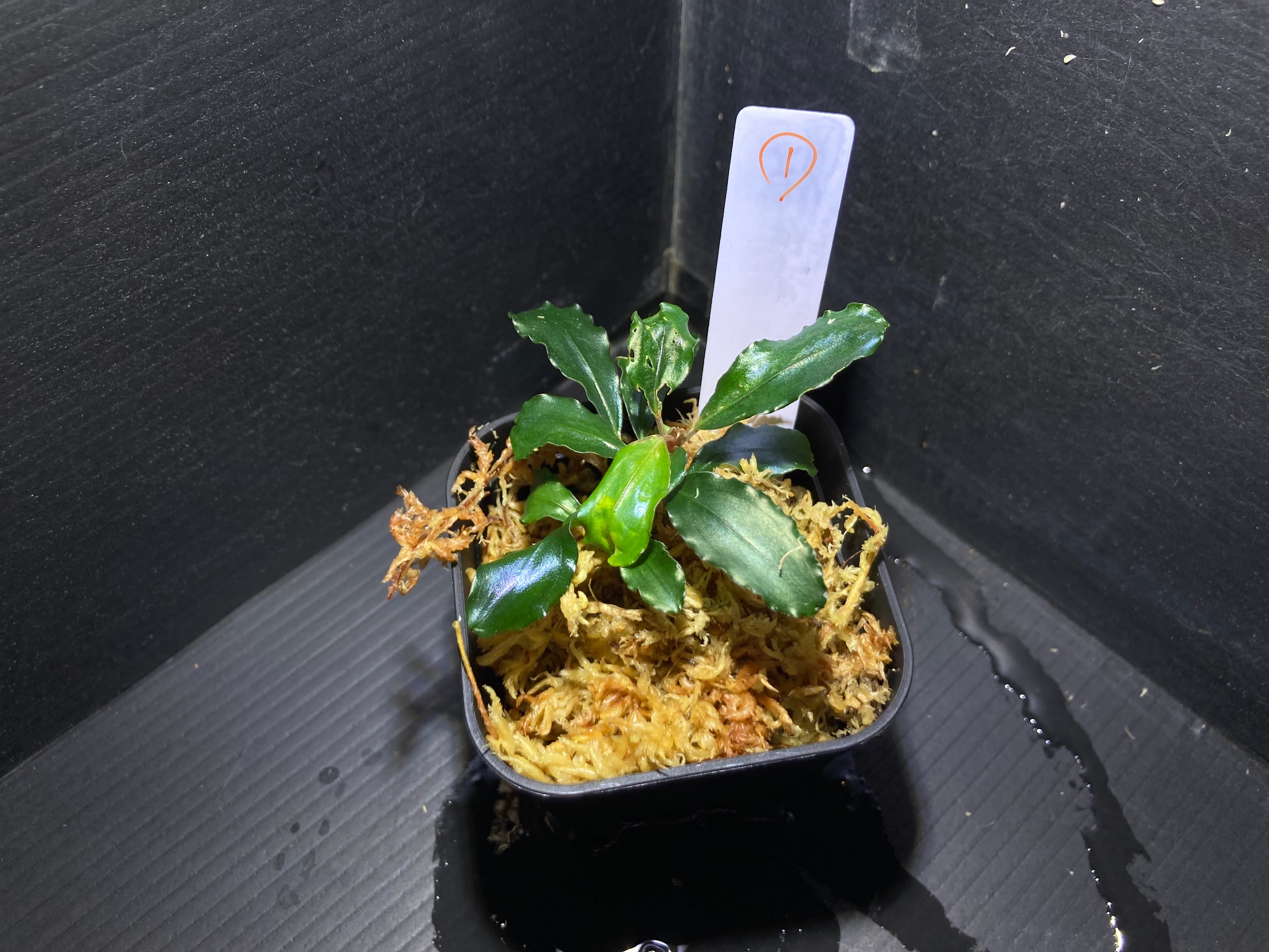 Bucephalandra sp.Kedagang Pink Variegata（ブセファランドラsp.クダ