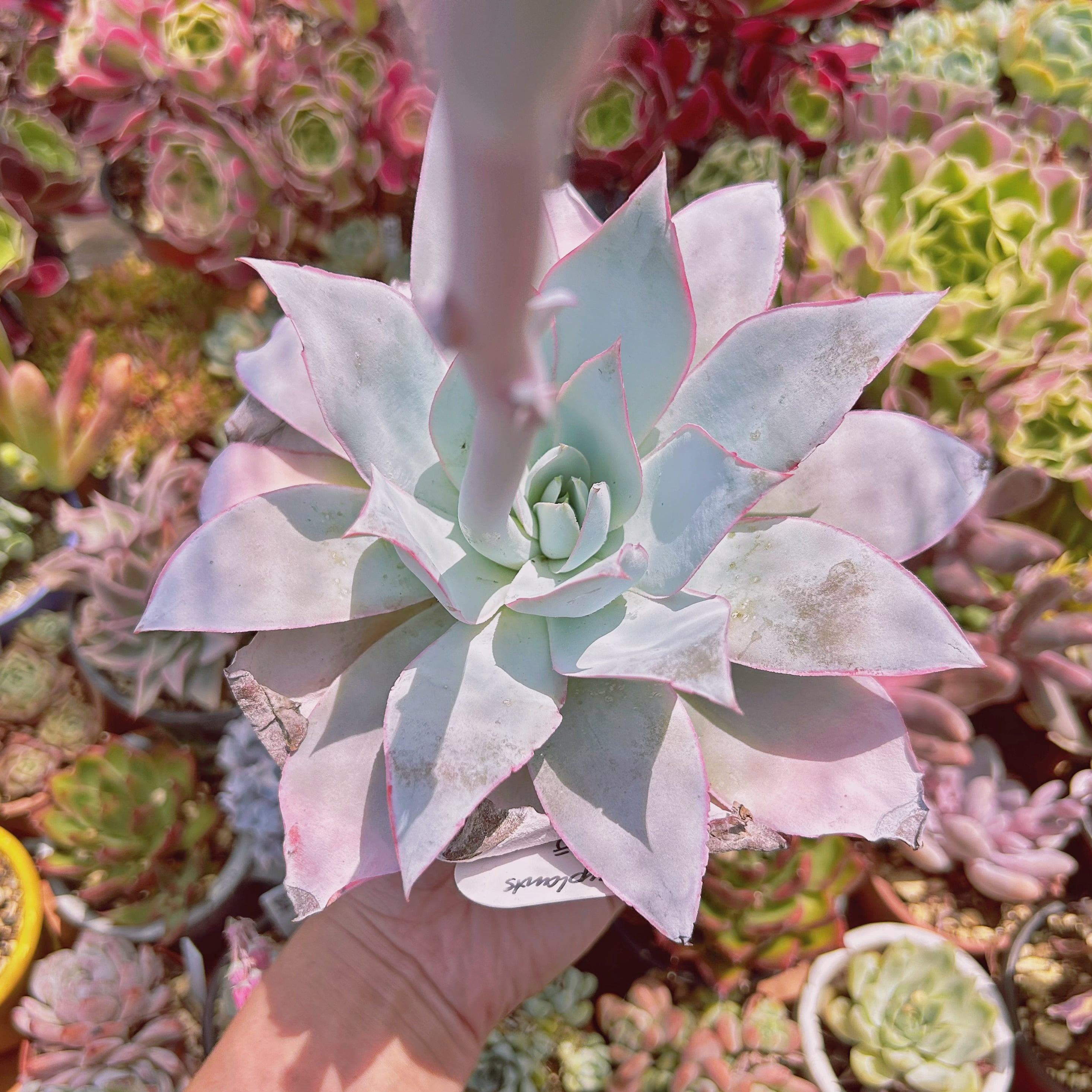 #1137現物　多肉植物　カンテ　特大