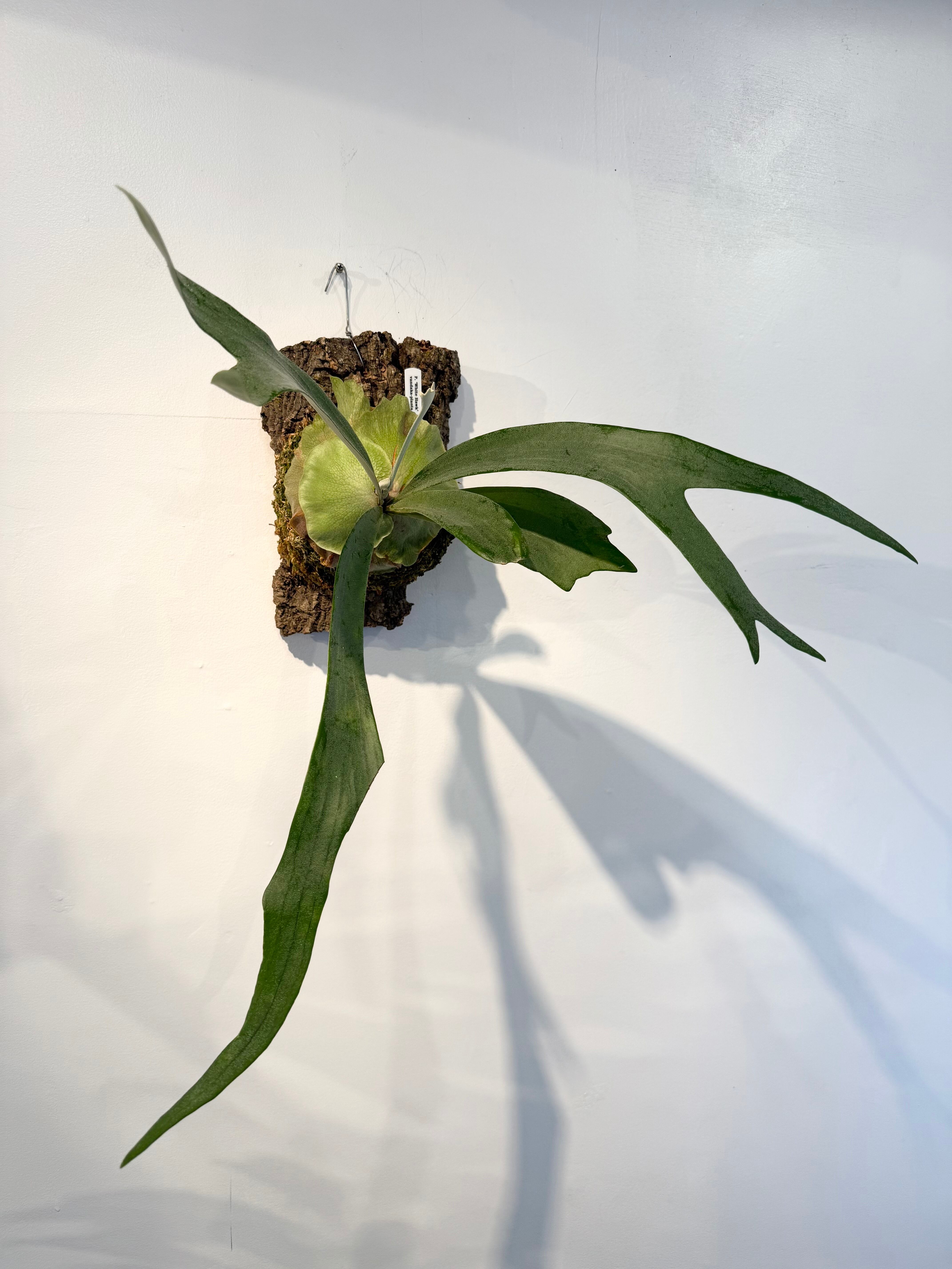 a) P. 'White Hawk' ビカクシダ 'ホワイトホーク' | vandaka plants
