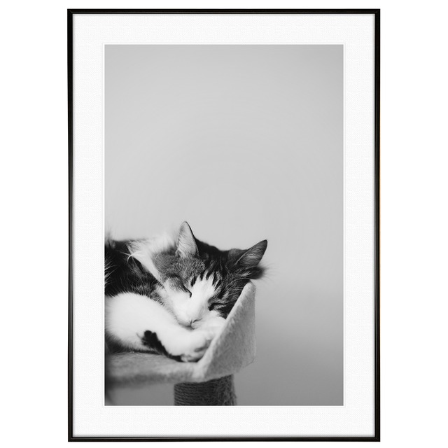 動物写真 寝ている猫 インテリア モノクロアートポスター額装 AS1190