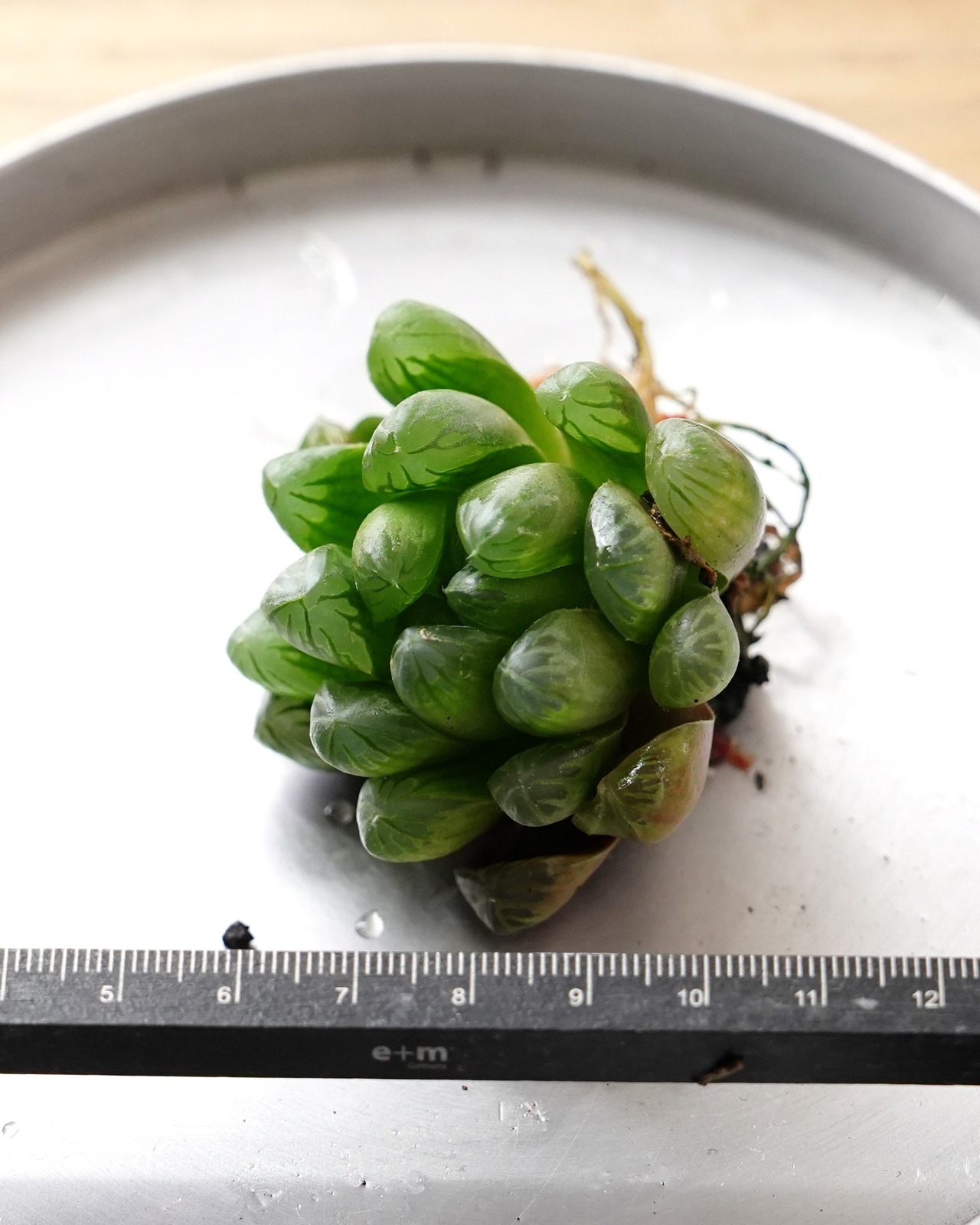 【NEW-STANDARD】 水耕栽培苗 玉露 Haworthia 'Gyokuro'