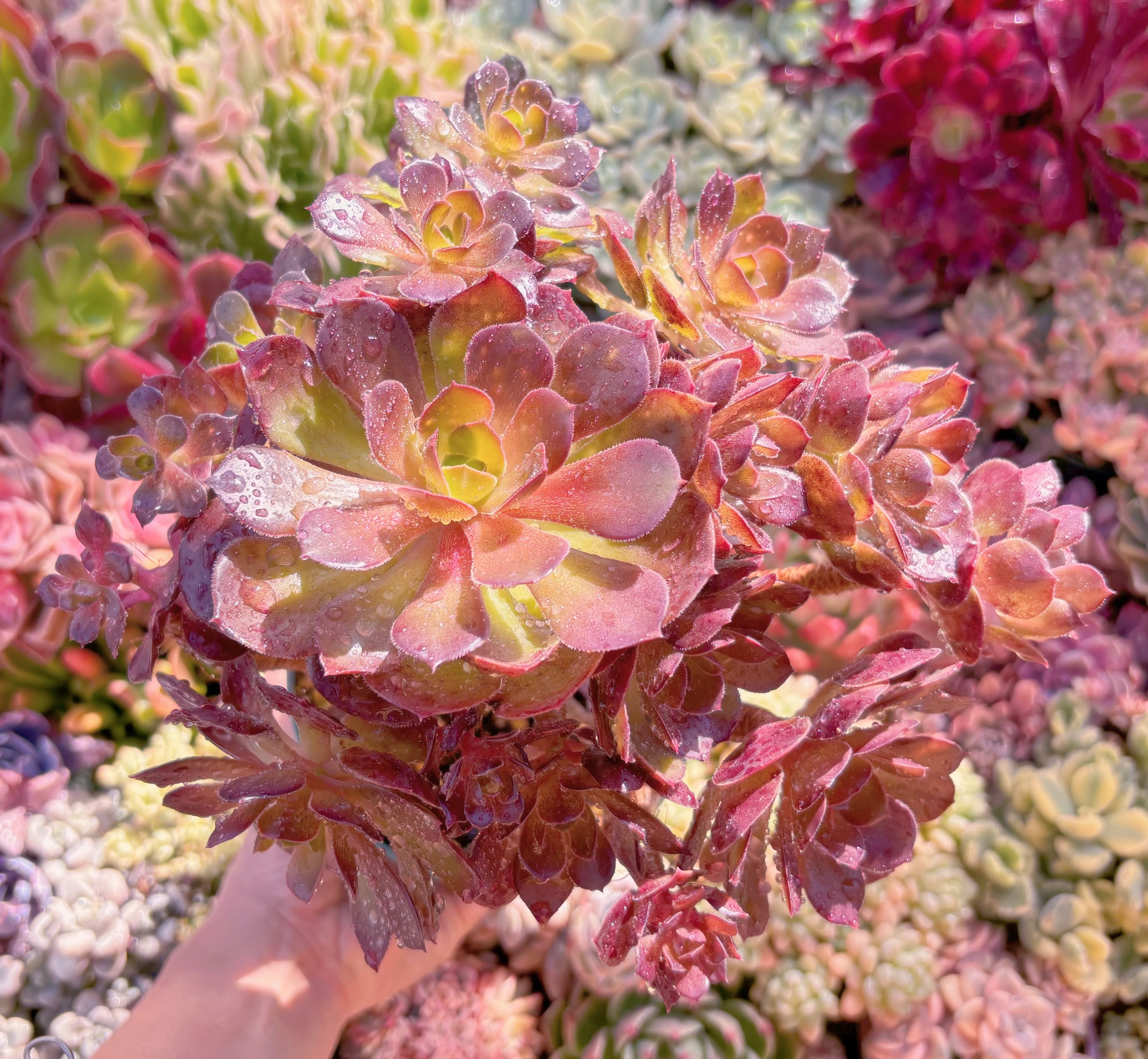 現品　ローズ法師#509　古株　るる農園