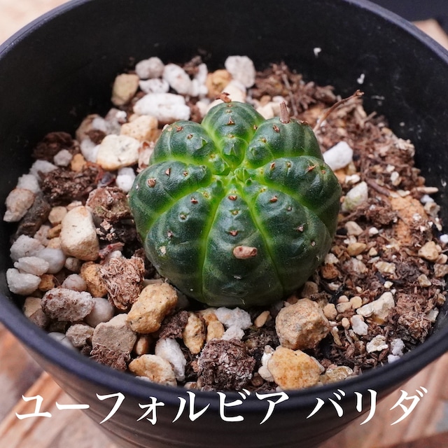 ミニサボテン！【ユーフォルビア　バリダ 1】実生シリーズ　小さな小さなサイズ