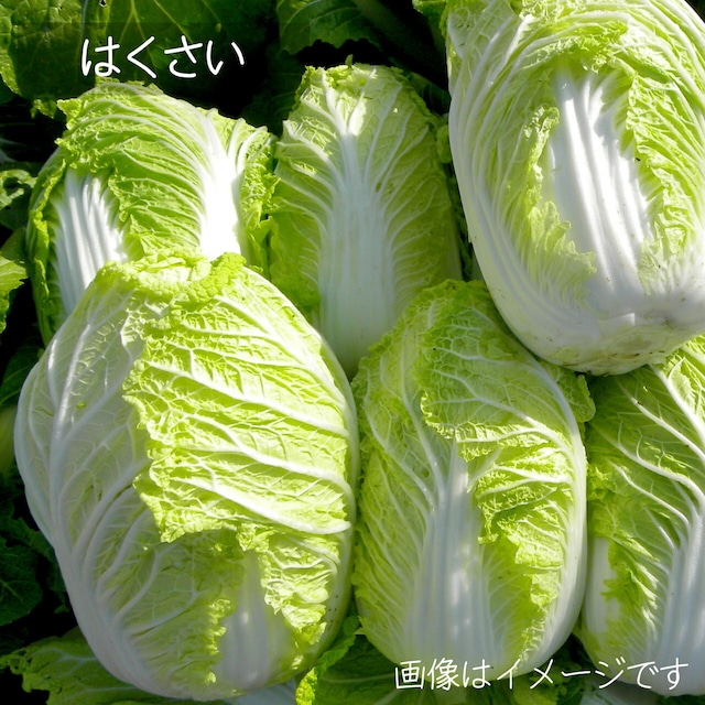 白菜　1個　朝採り直売野菜　7月の新鮮な夏野菜 ： 7月10日発送予定