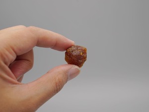 Fragrant Caudex Series 02 / Myrrh(ミルラ)