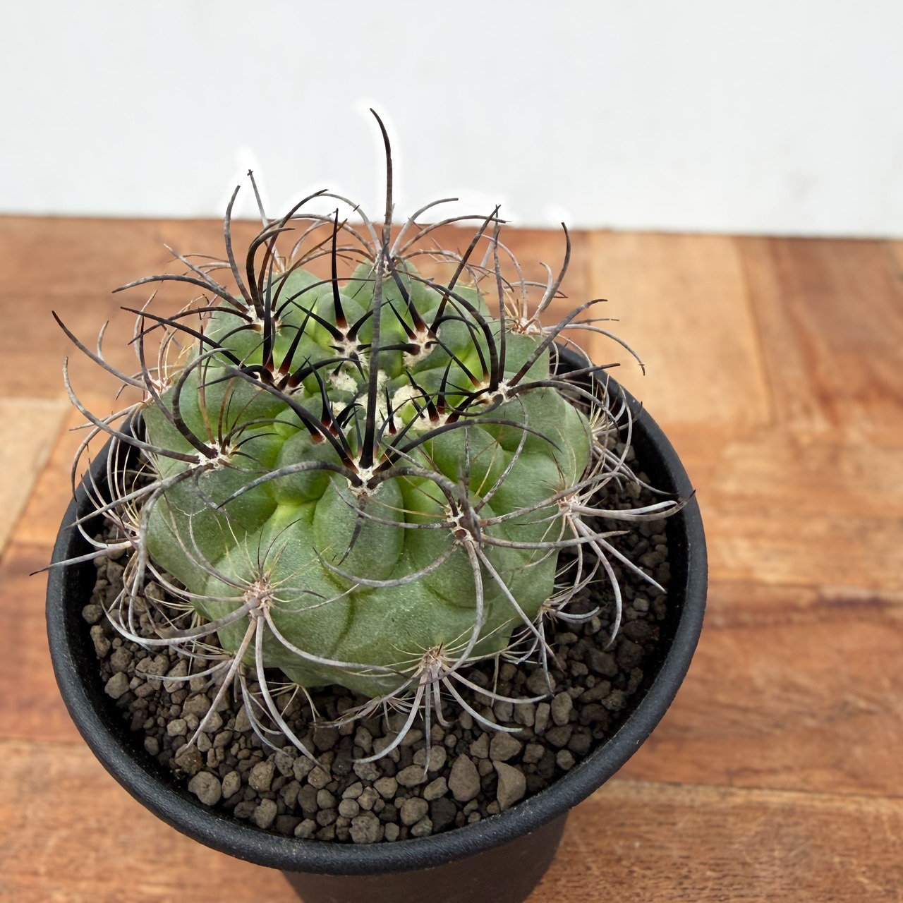 Eriosyce clavata 【エリオシケ・暗黒玉】