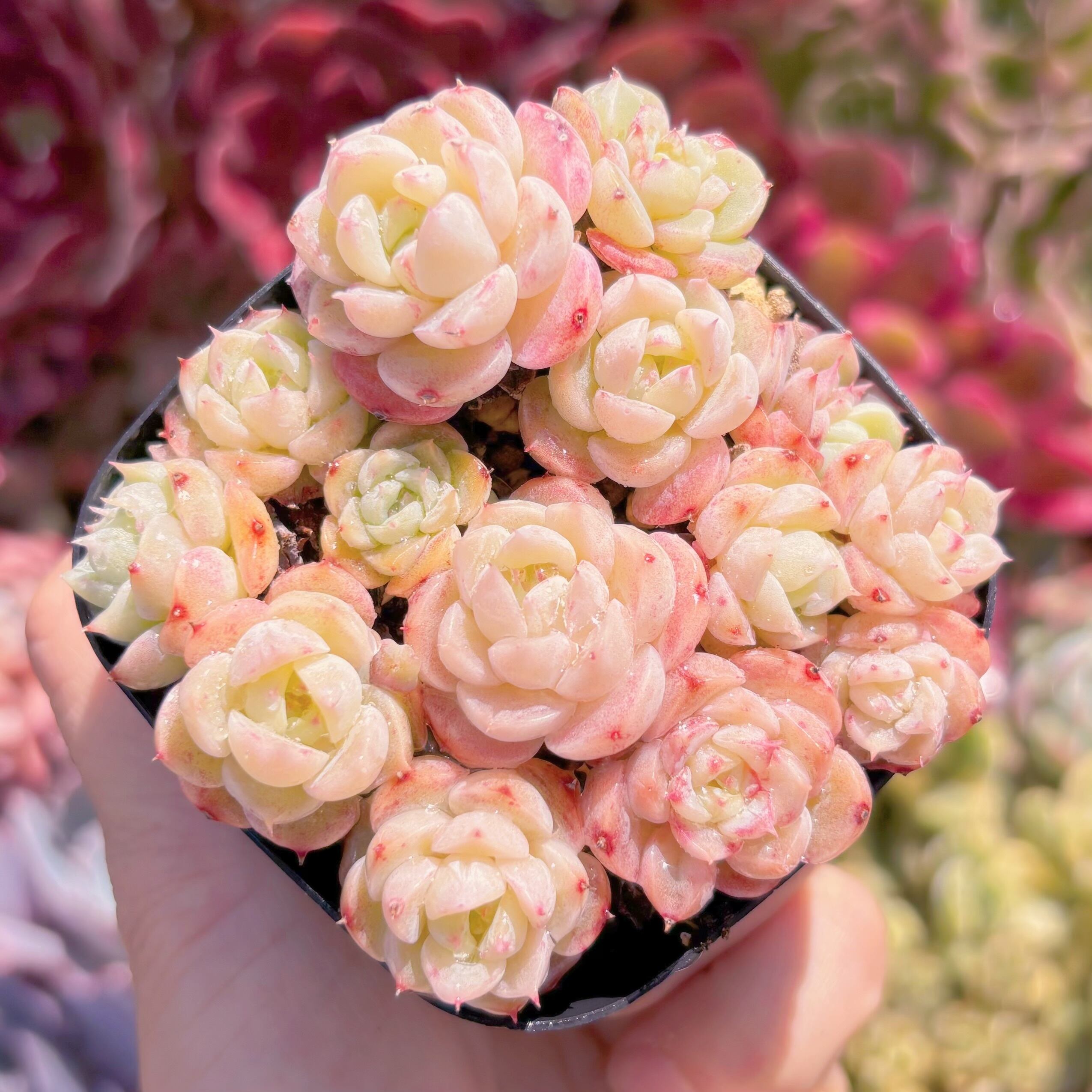 現品　レッドベルベット#3015   るる農園