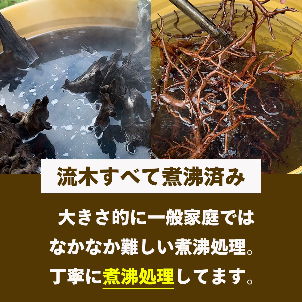 原生の力宿す孤高の流木】ディープホーンウッド/Deep Hornwood #大型