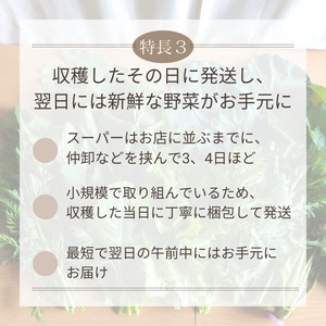 ＜クール便・火曜日発送＞【小さいサイズ】季節のお野菜セット