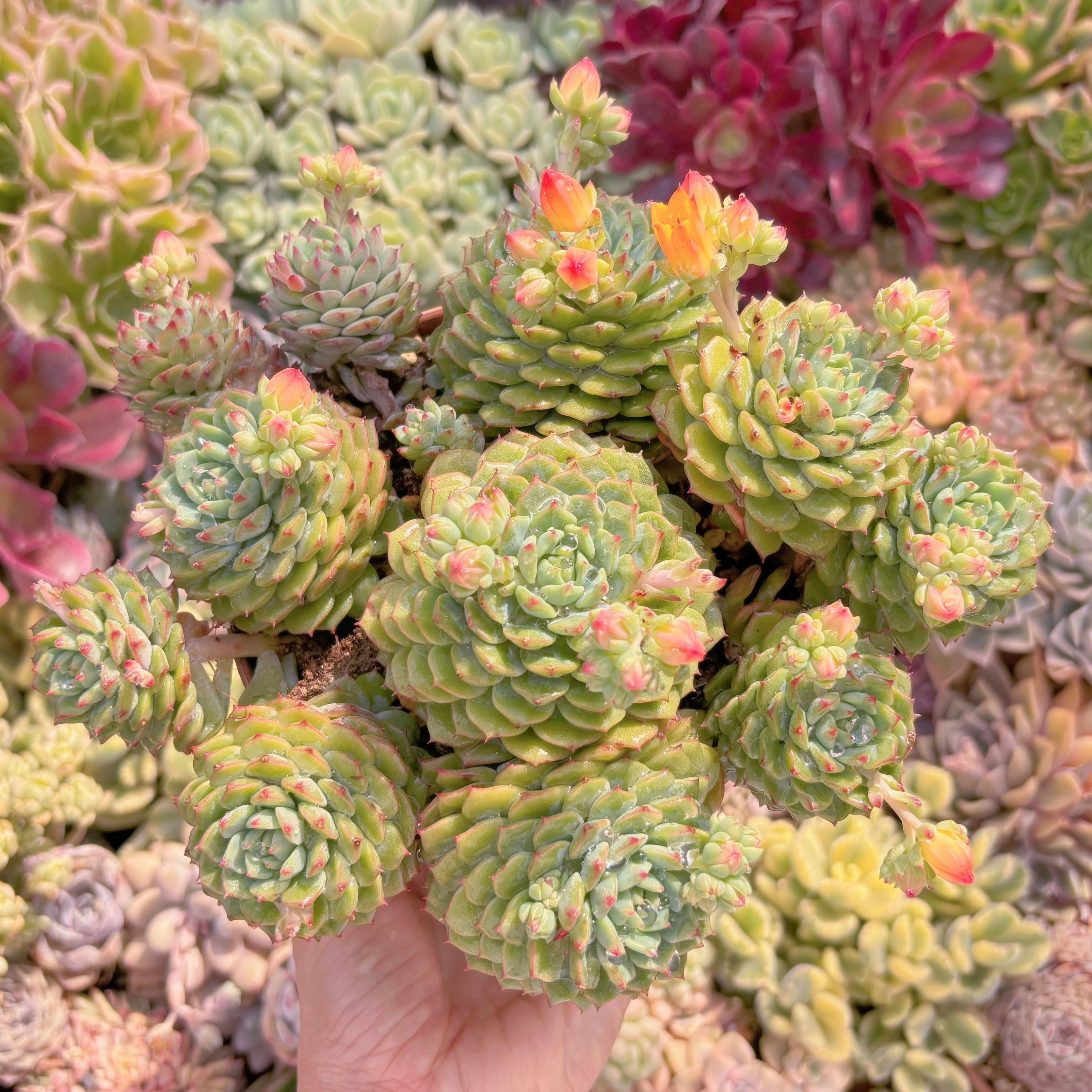 現品　パンダフェス#003　特大群生　新入荷　るる農園