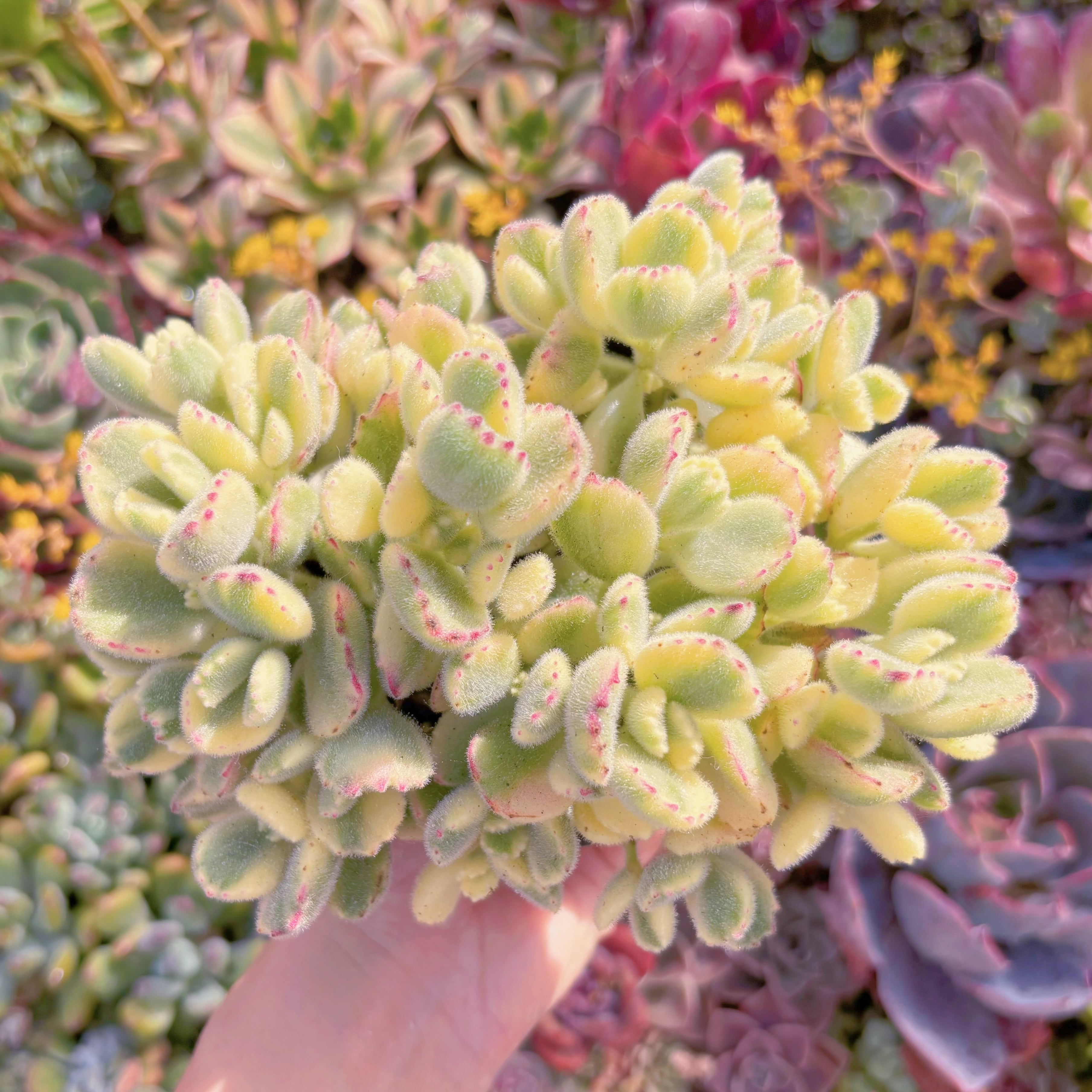 現品　白熊#M160　大群生　新入荷　るる農園