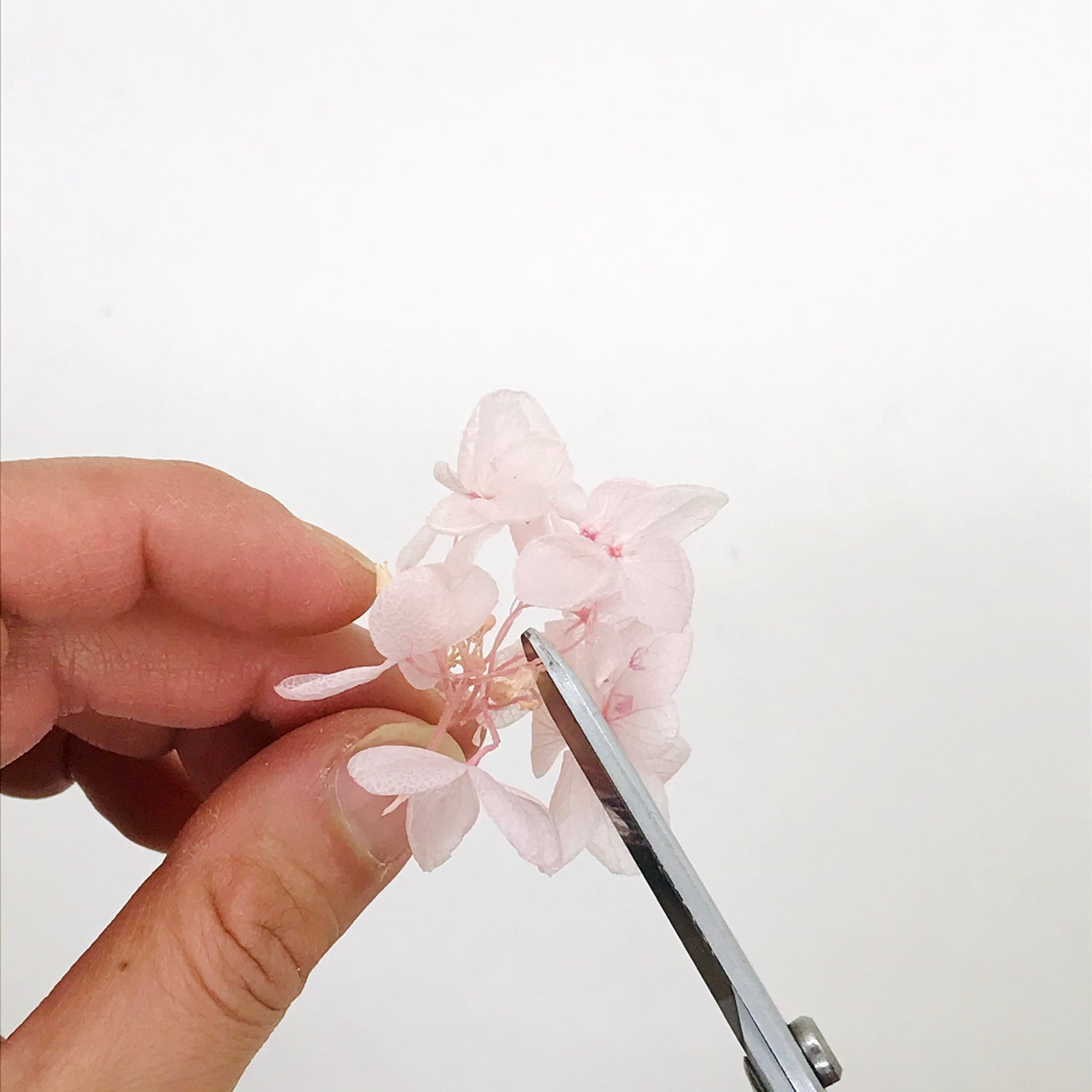 お家で作れる！桜のハーバリウムキット | Mikuy_Flower