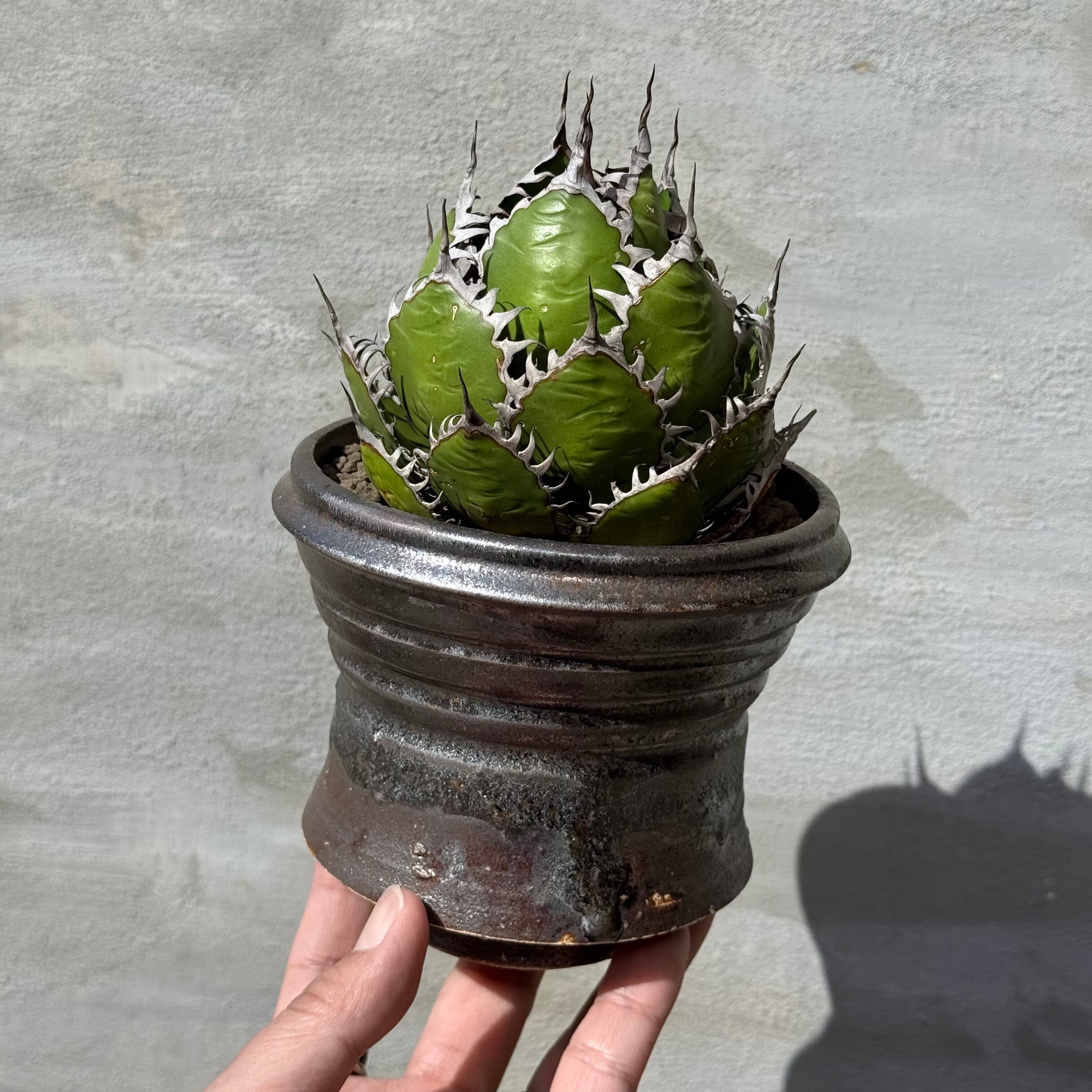 植木鉢】姫野 翔太 陶器鉢 black star egg <2> | A-PLANTS 植木鉢】姫野 翔太 陶器鉢 black star egg <2> | A-PLANTS