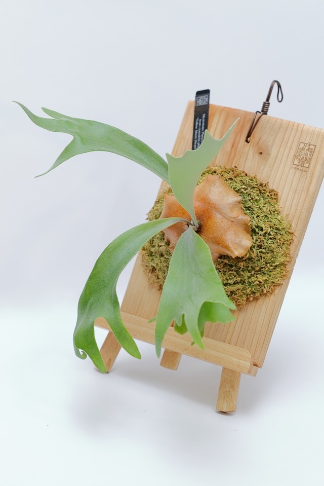 Mysterious platycerium