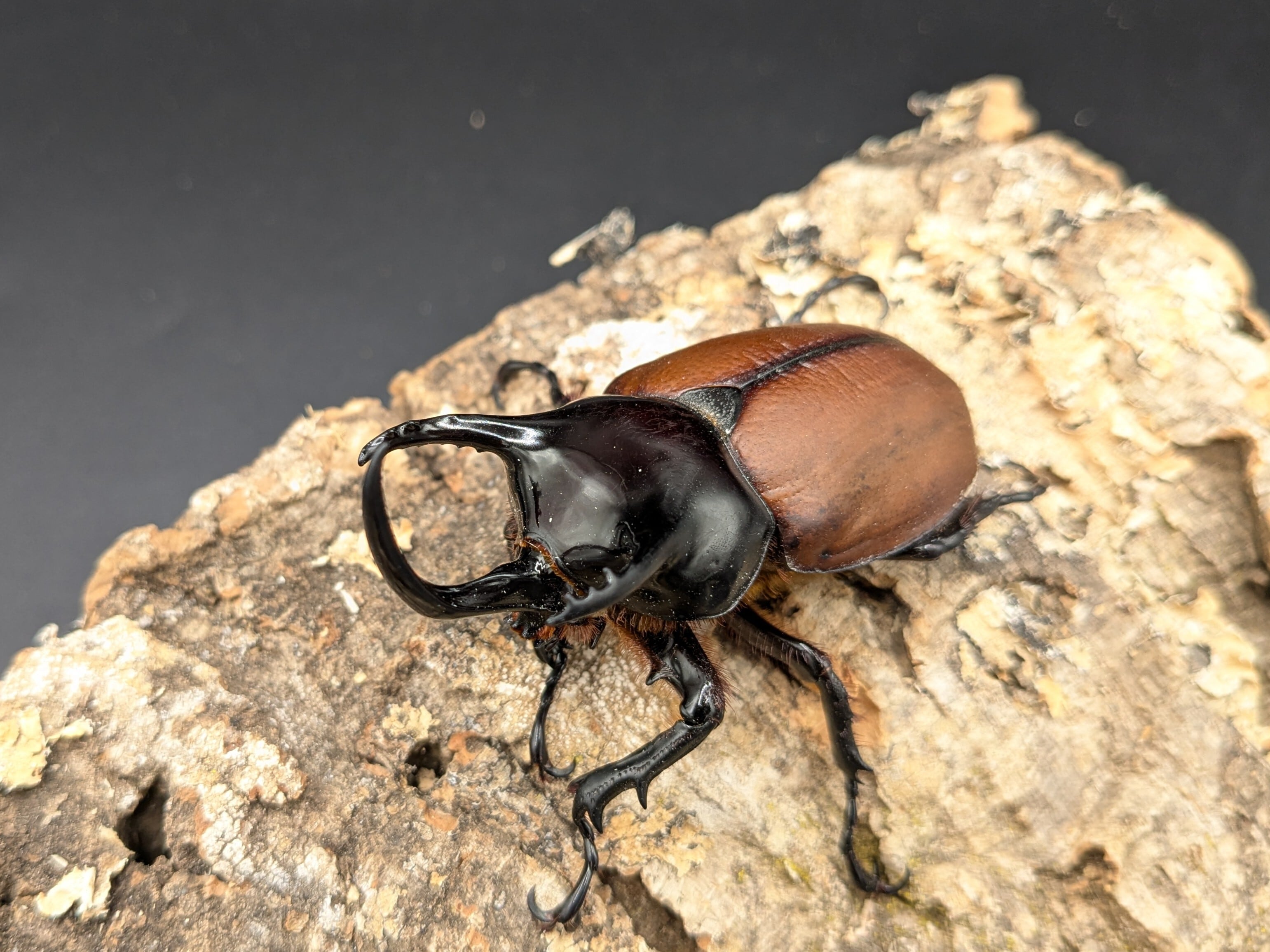 WDサンボンツノカブト ♂62mm♀47mm