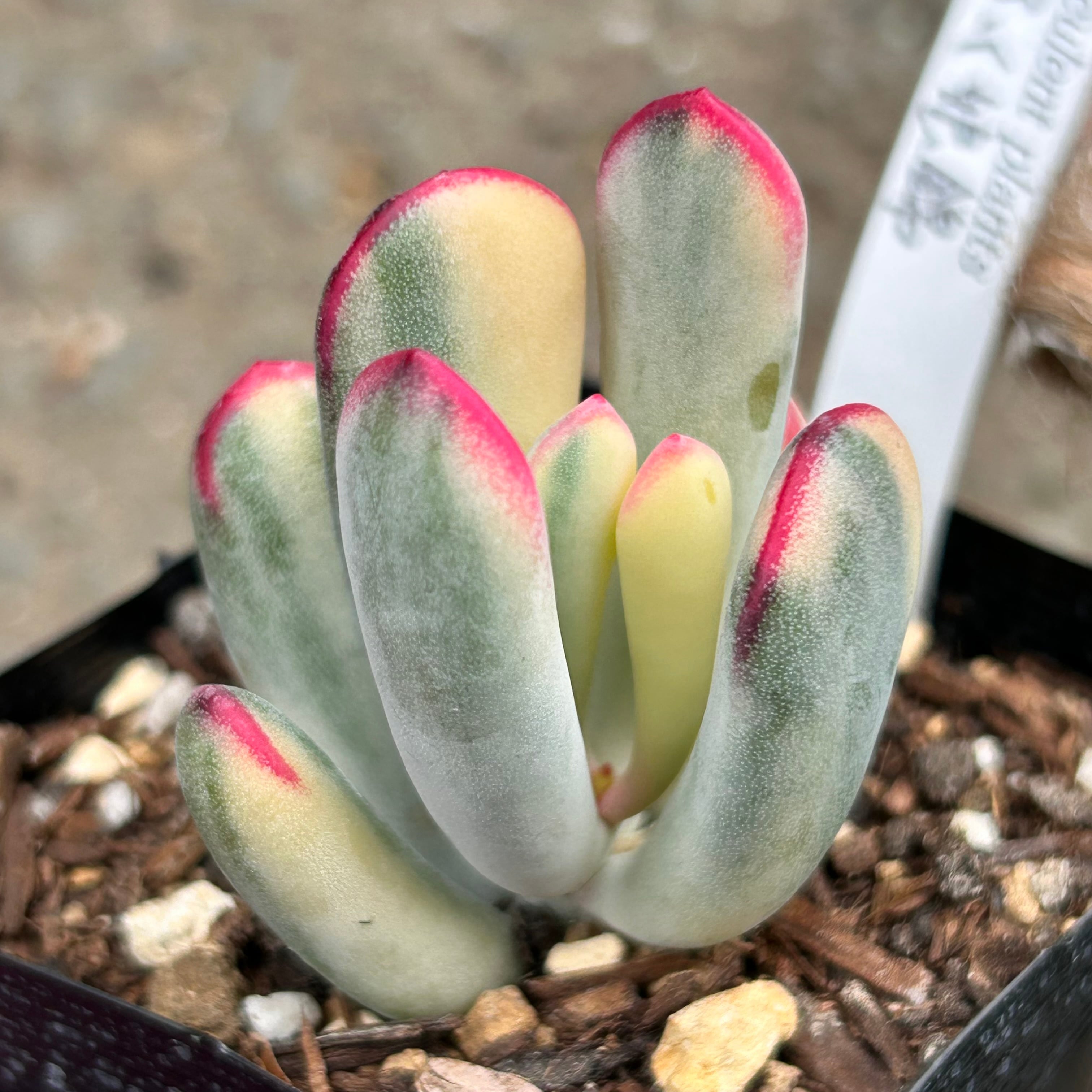 錦 | RuPo 多肉植物専門店