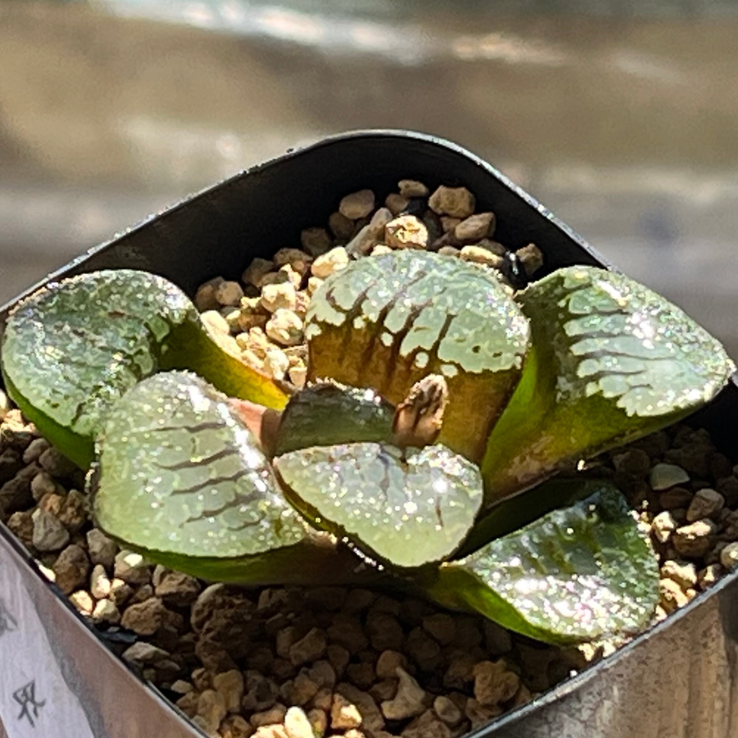 ハオルチア 竜爪 オブツーサ錦 | mocono_plants