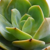 カット苗 白鳳 10cm超 大株 Echeveria 'Hakuhou'