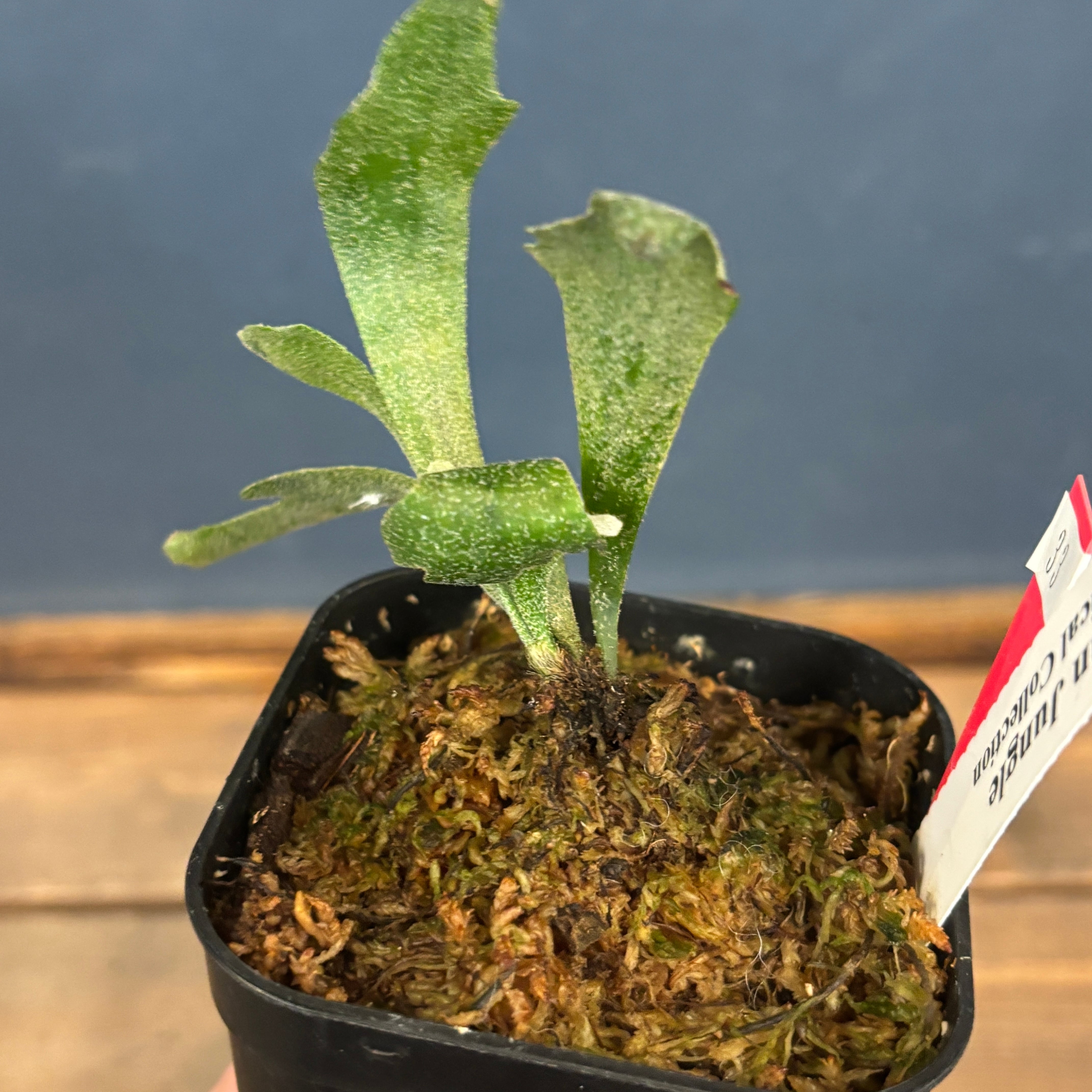 クリアランス】ビカクシダ ウィリンキー 'spur' (P.willinckii 'spur