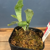 【クリアランス】ビカクシダ ウィリンキー 'spur' (P.willinckii 'spur')【33】