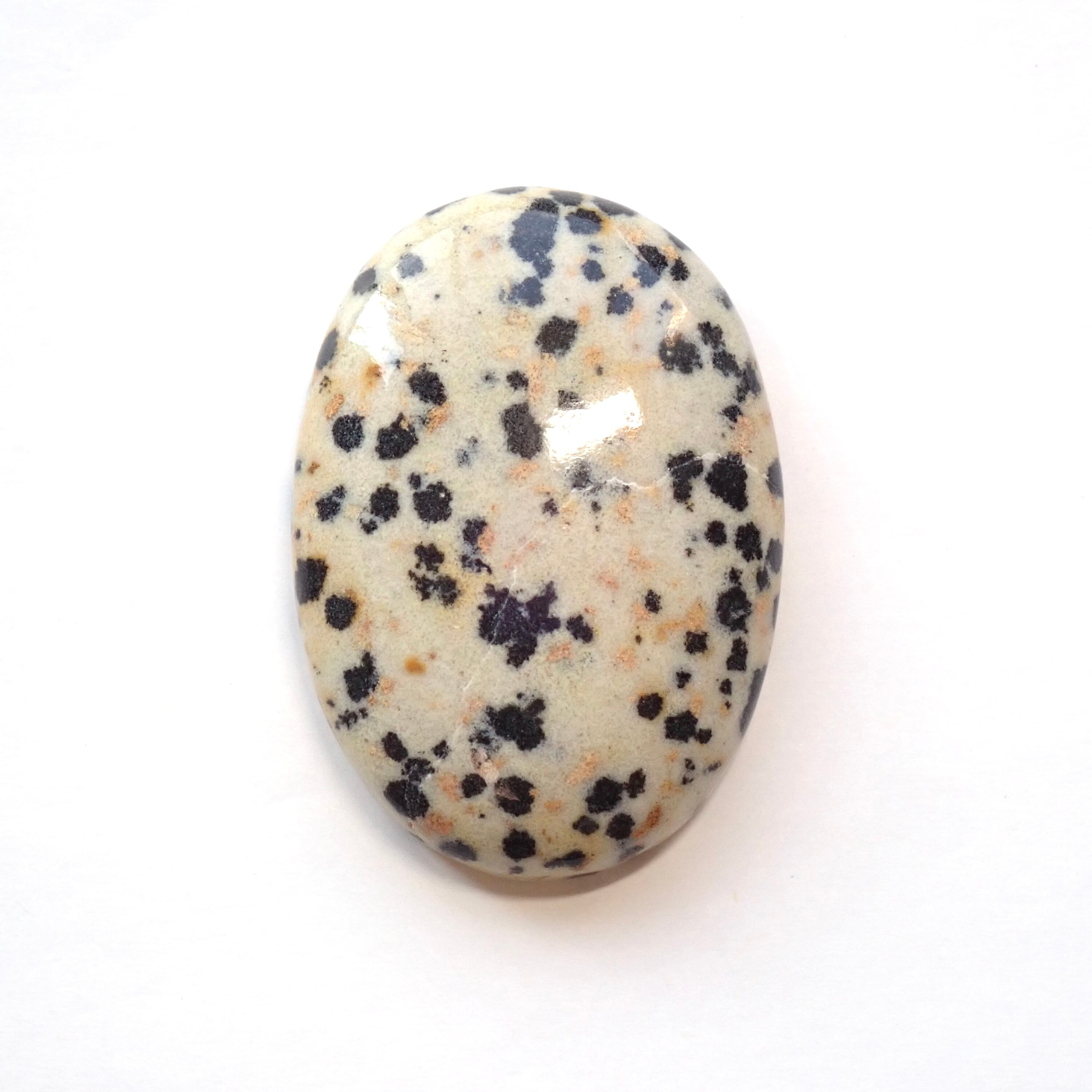 ダルメシアンジャスパー　04