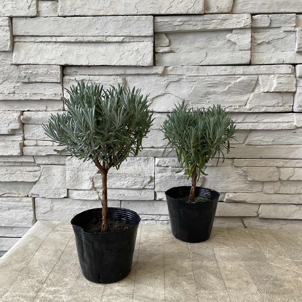 新品種アカシア「ゴールドチップ」7号鉢3本セット Amazon.co.jp: アカシア・ゴールドチップ 7号ポット【品種で選べる花木