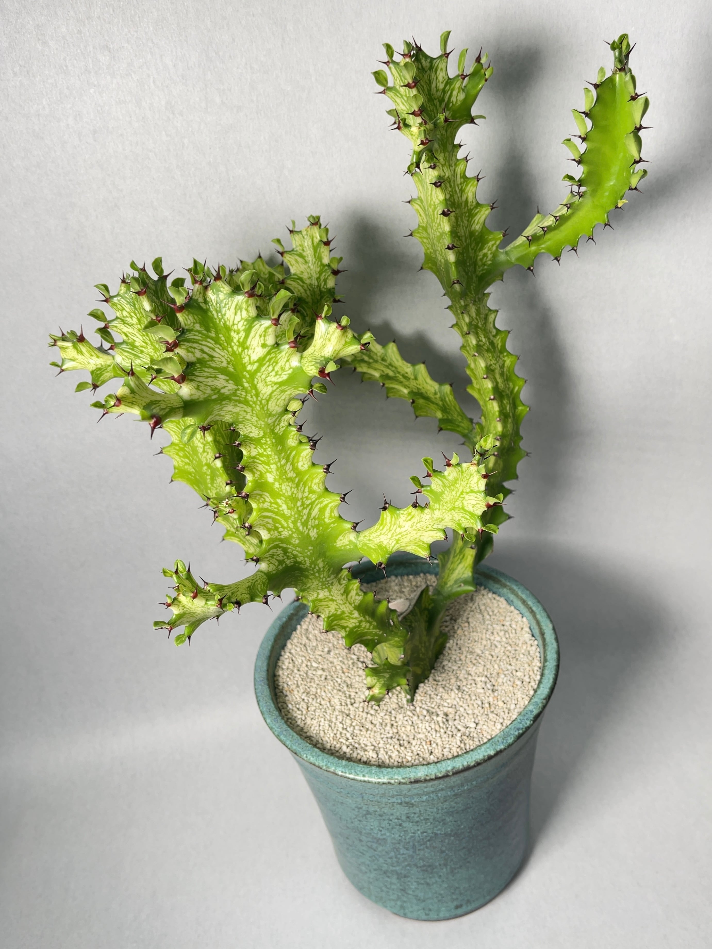 ユーフォルビア・イエローゴースト | trigger