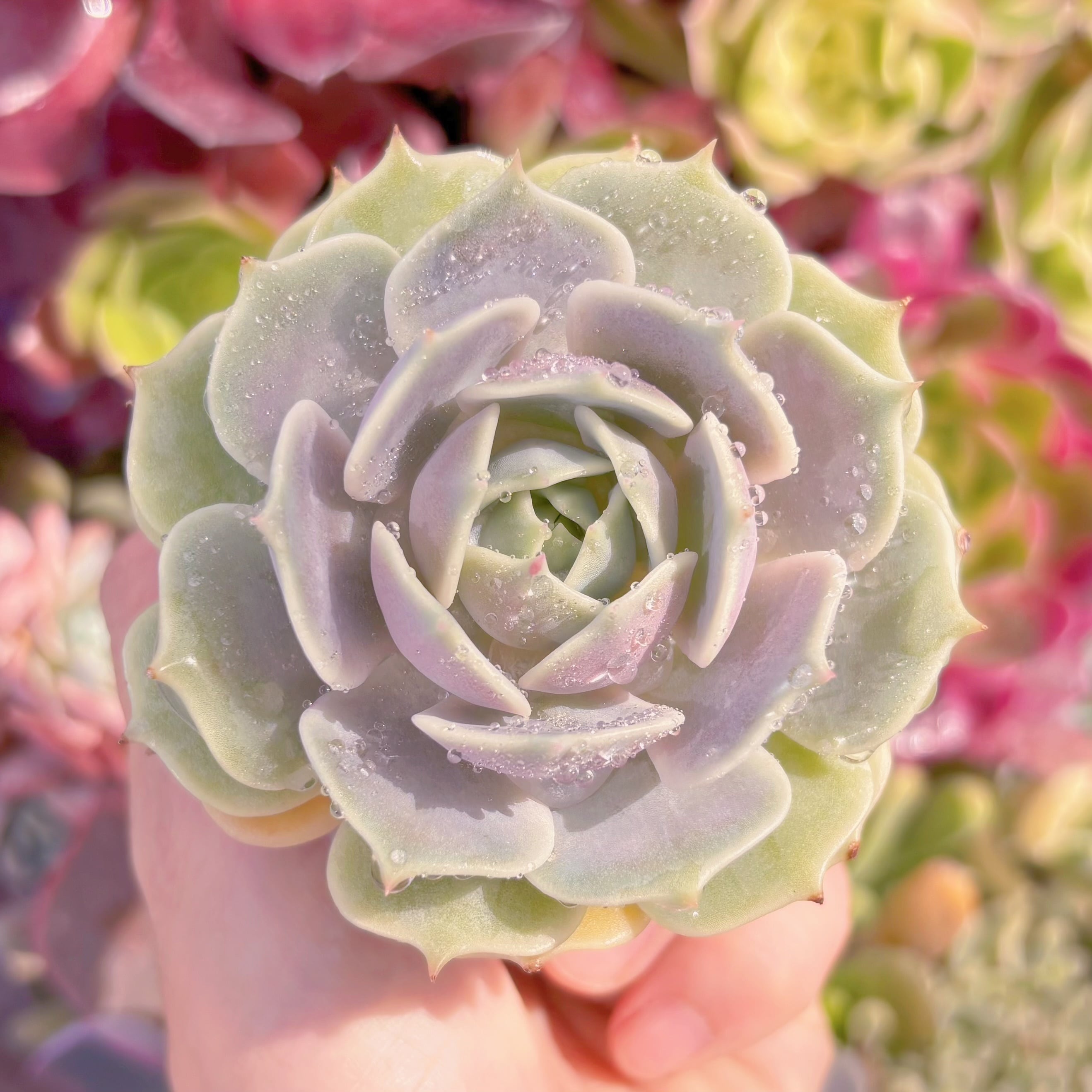 現品　ローラ#B60　るる農園