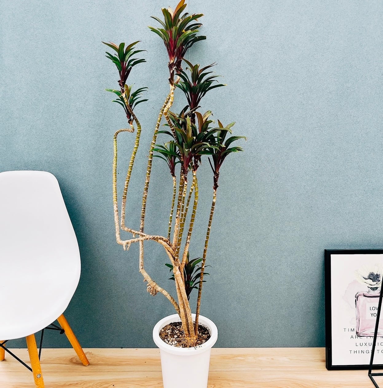 現品］33番 パキラ 編み込み 8号 観葉植物 おしゃれ 室内 大型 ねじり