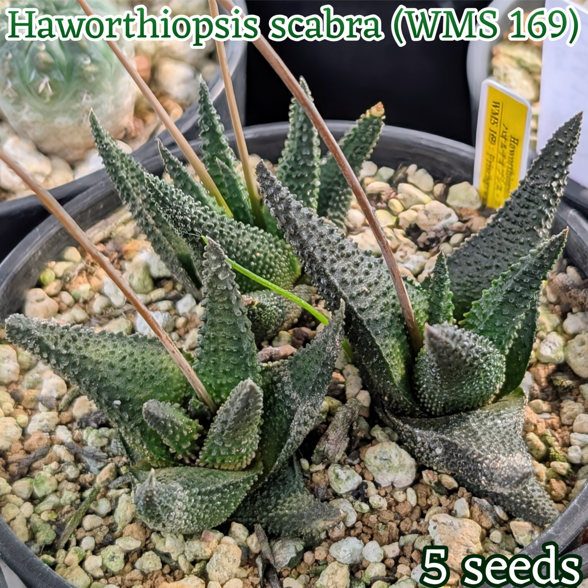 種子/5粒】Haworthiopsis scabra (WMS 169)/ハオルチオプシス