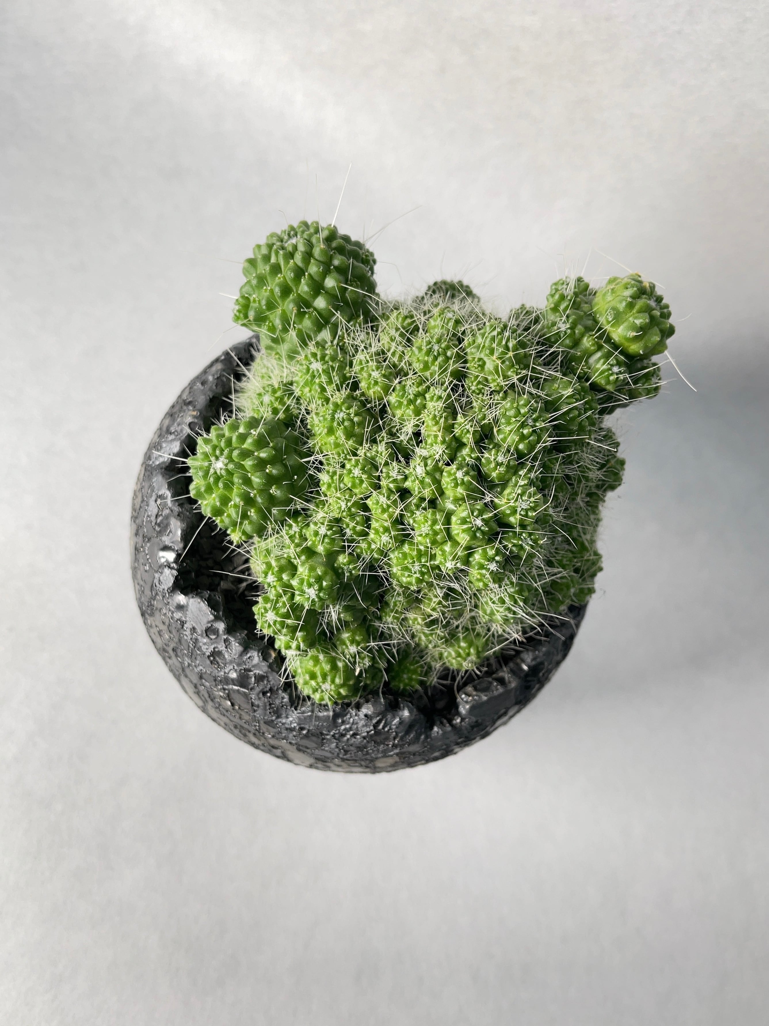 ジャングルジャングル深井店】☆LEXUS 電動バッテリーカー LS460