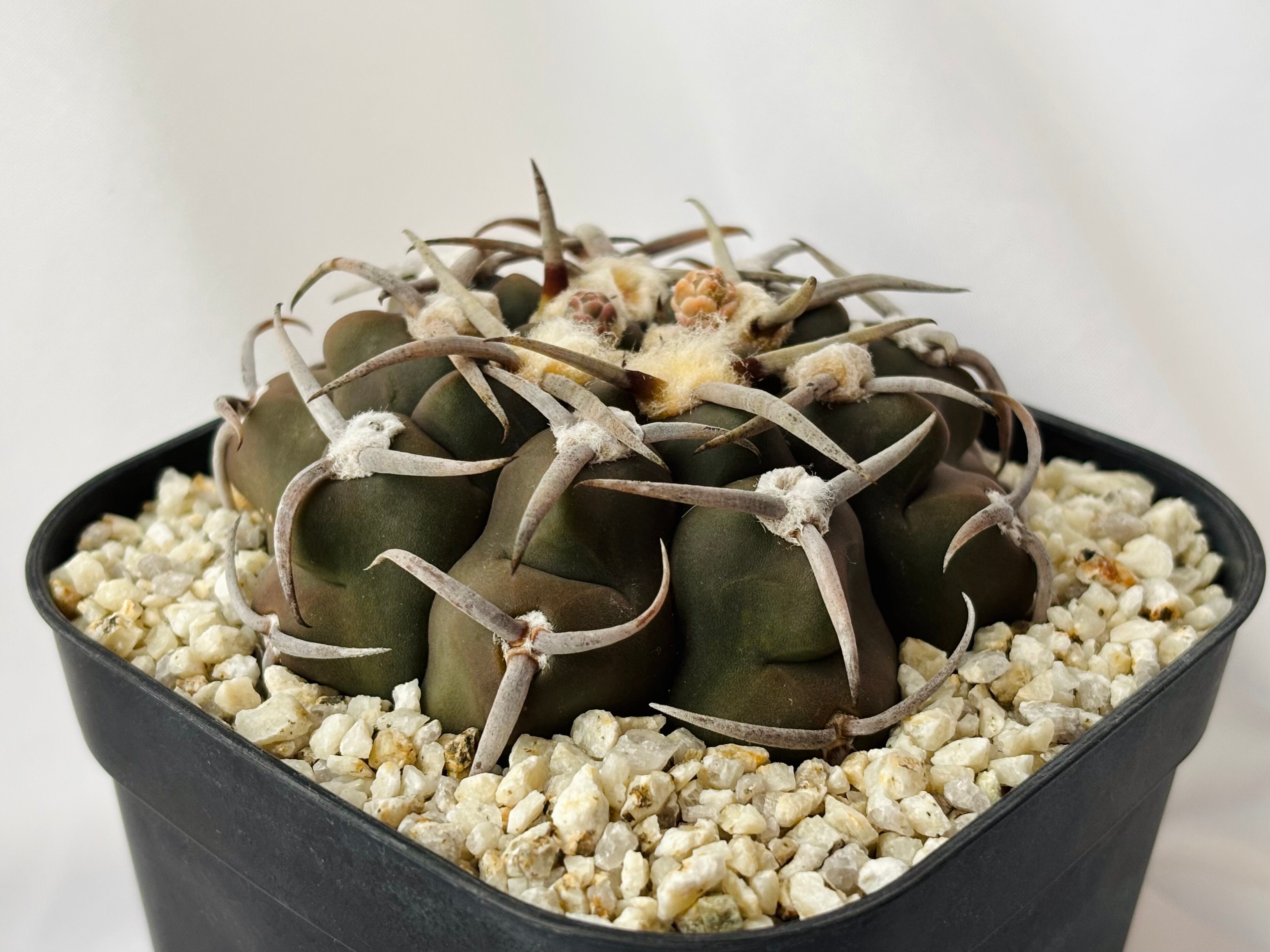 サボテン・多肉植物＞ 黒太刺バッテリー 種子100粒 ギムノカリキウム
