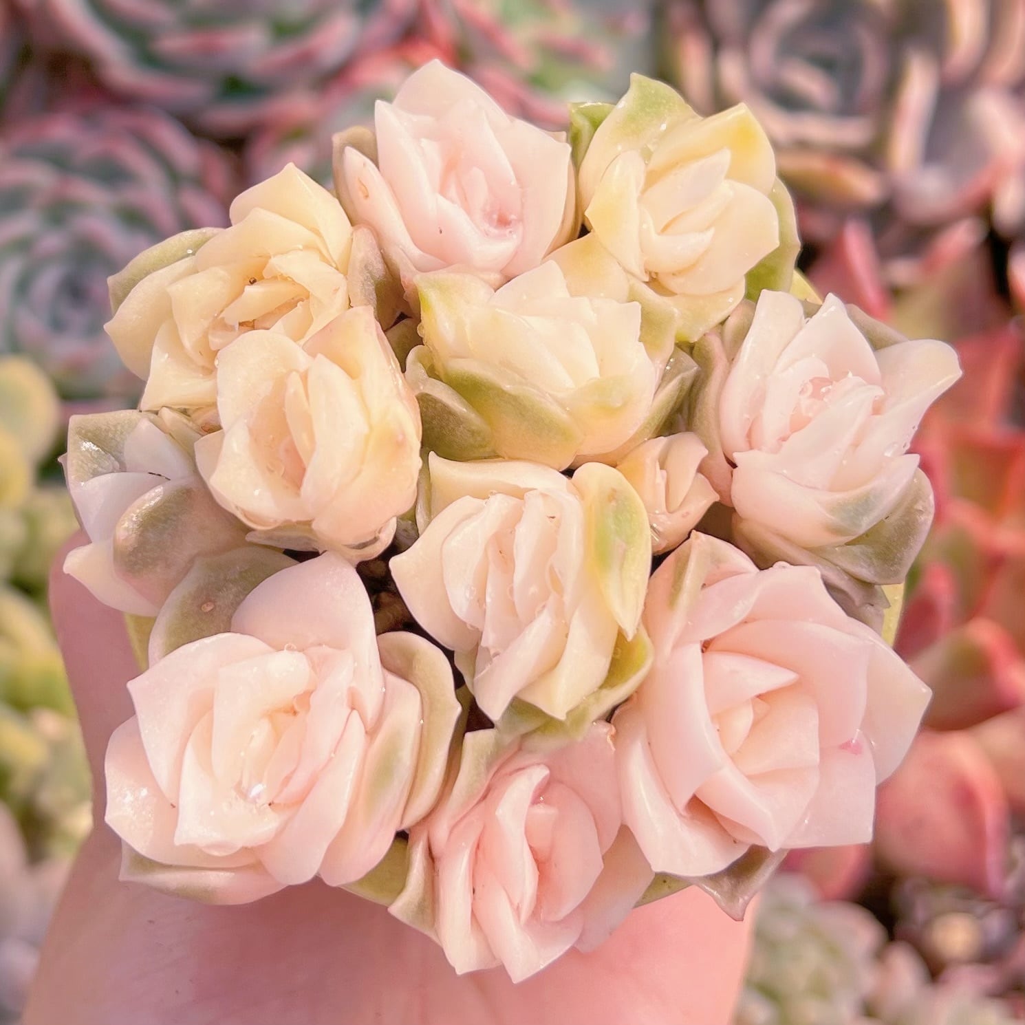 現品　ラブリーローズ錦#658　るる農園