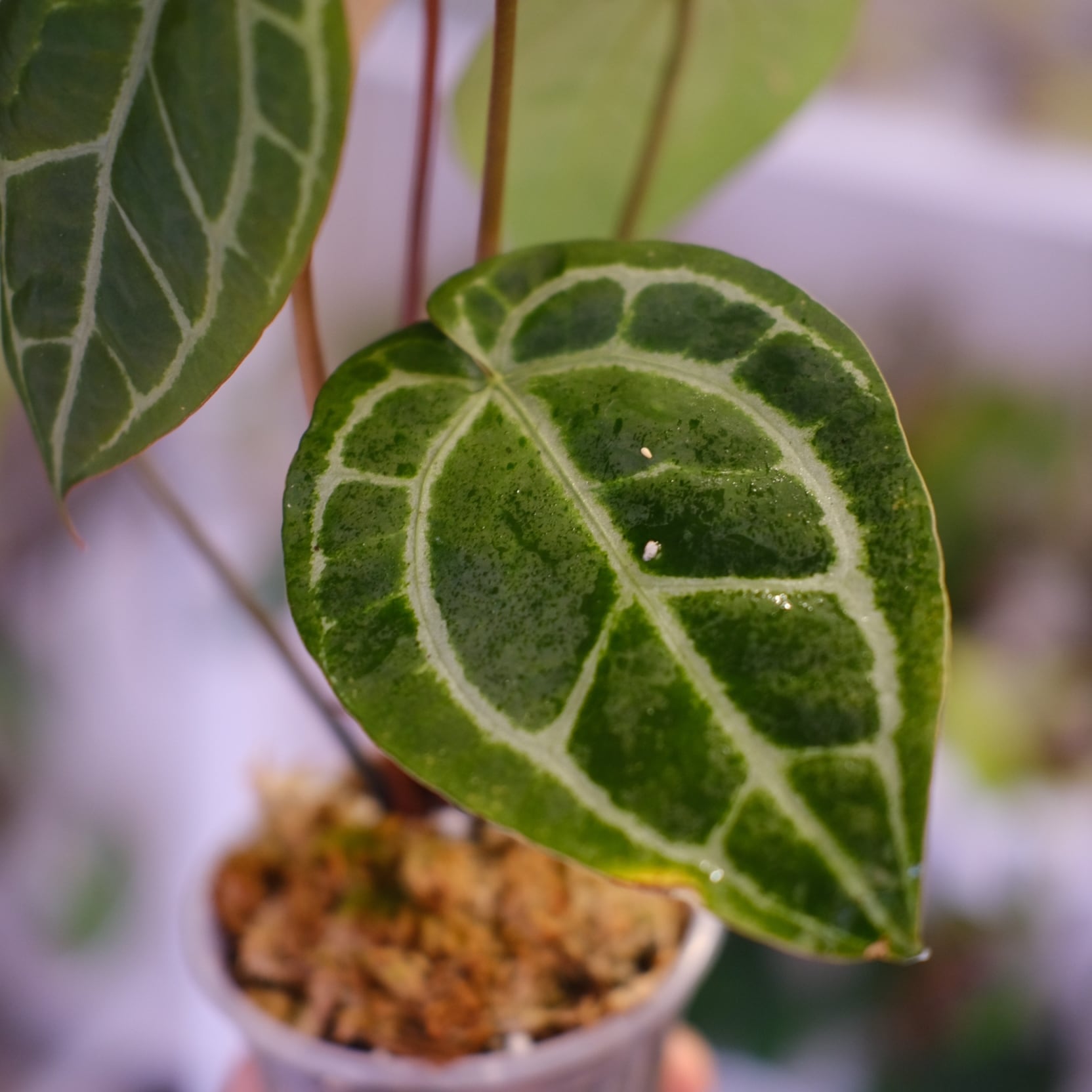 Papillilaminum GunaYala × Zara Michelle Papillilaminum GunaYala × Zara Michelle② / パピラミナム グナヤラ