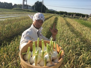 【30kg限定♪】魂の生にんにく1kg（無肥料・無農薬・無除草剤）＜愛知県豊田市産＞