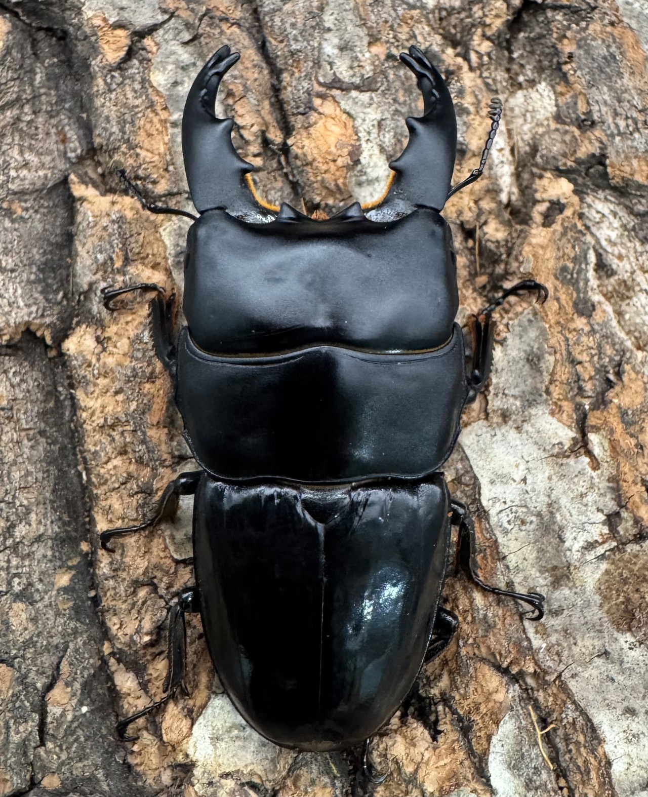 【WD】《ユーリケファルスヒラタ 70.5mm ペア》