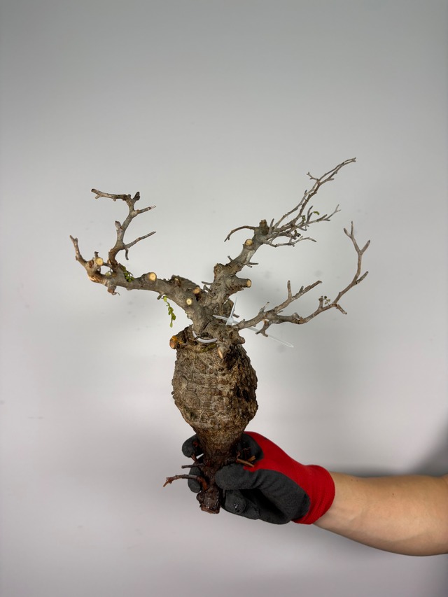 F150 現地発根株 オペルクリカリア パキプス 6/15 入荷 Operculicarya pachypus 塊根植物 現地球
