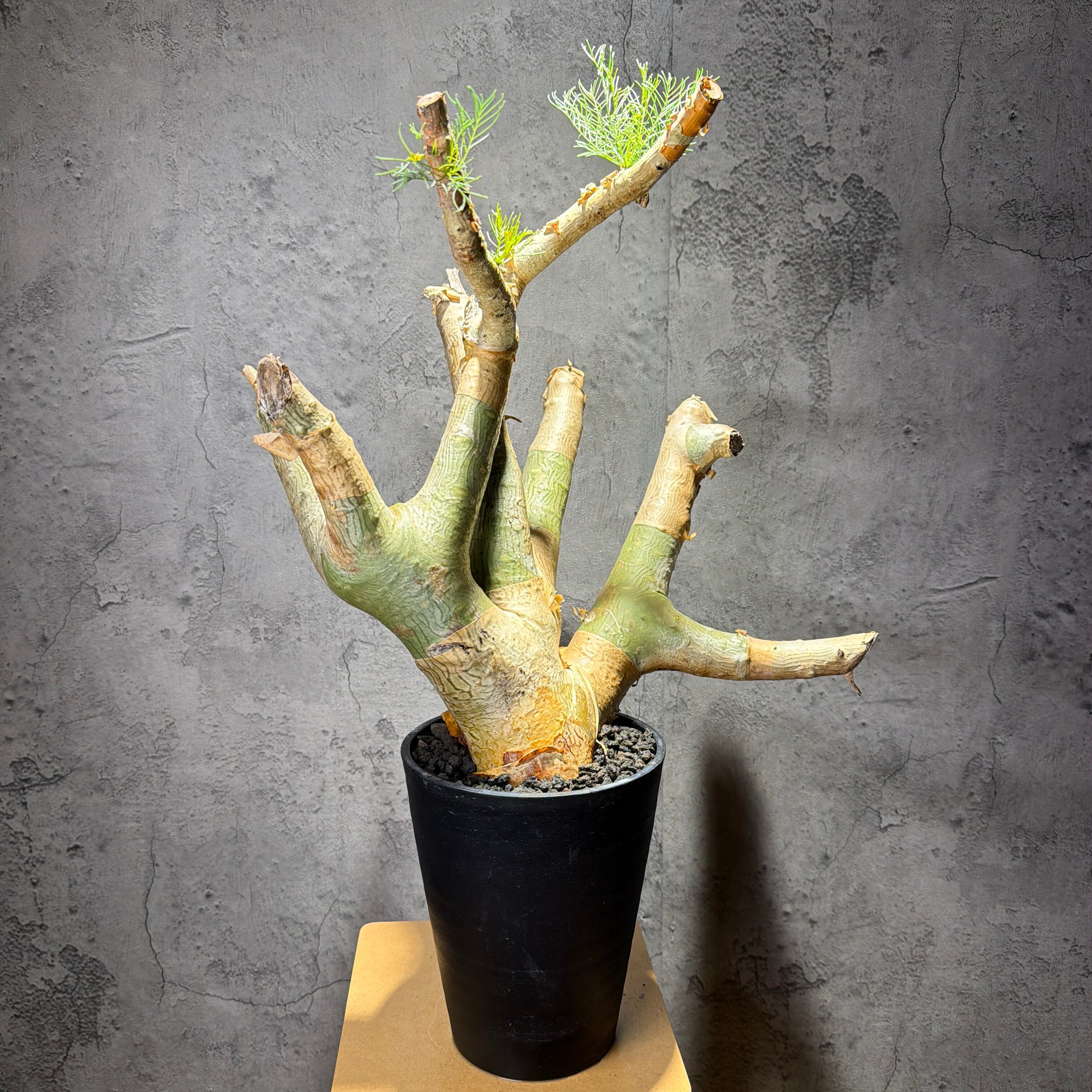 美しいフォルム】群生 メス株 白衣ホリダ Euphorbia horrida