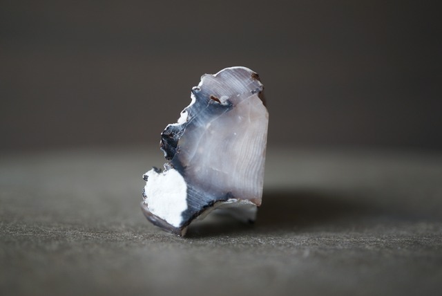 ハンガリー産珪化木 Betula sp. 1625