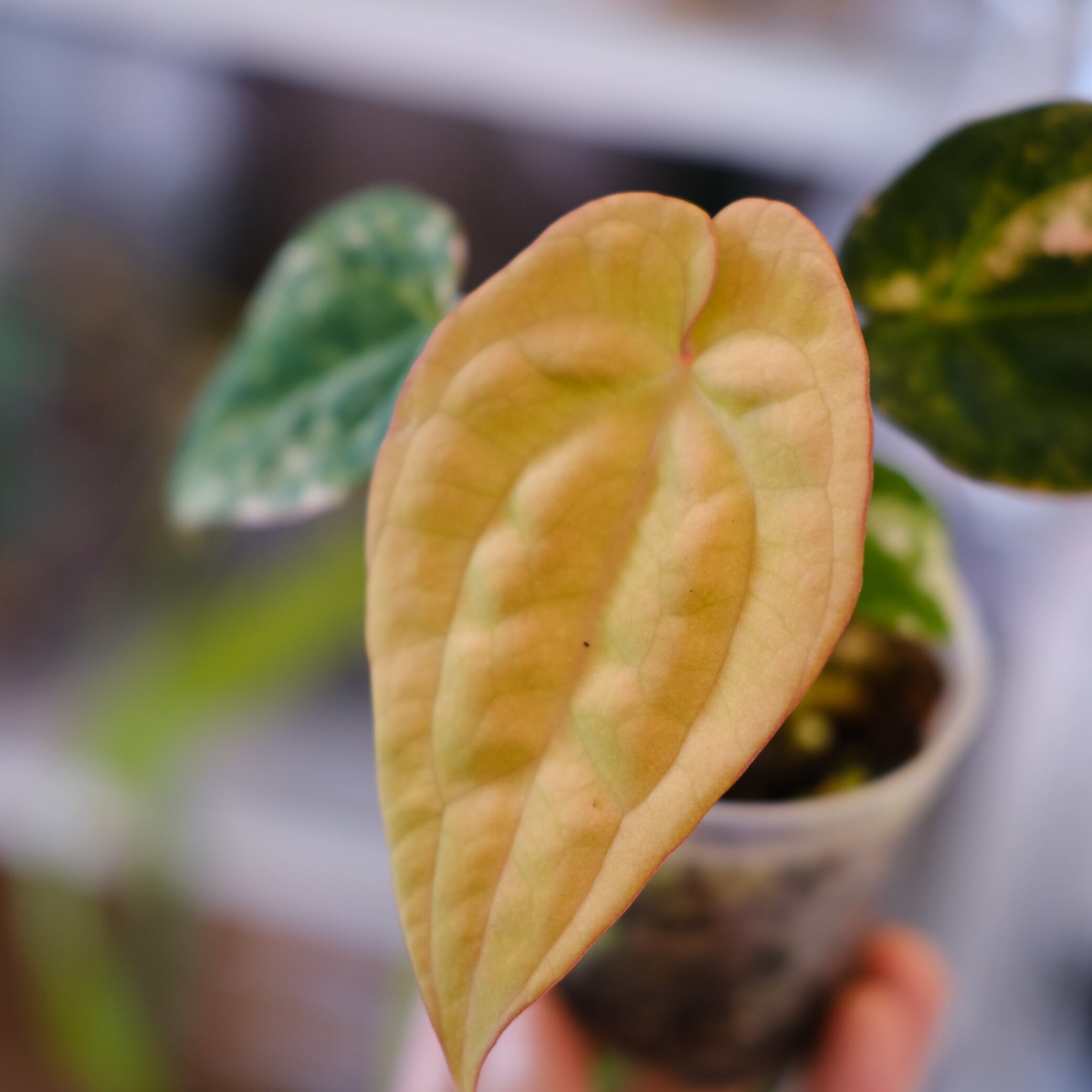 Anthurium (Papililaminum variegated × Crystallinum marble