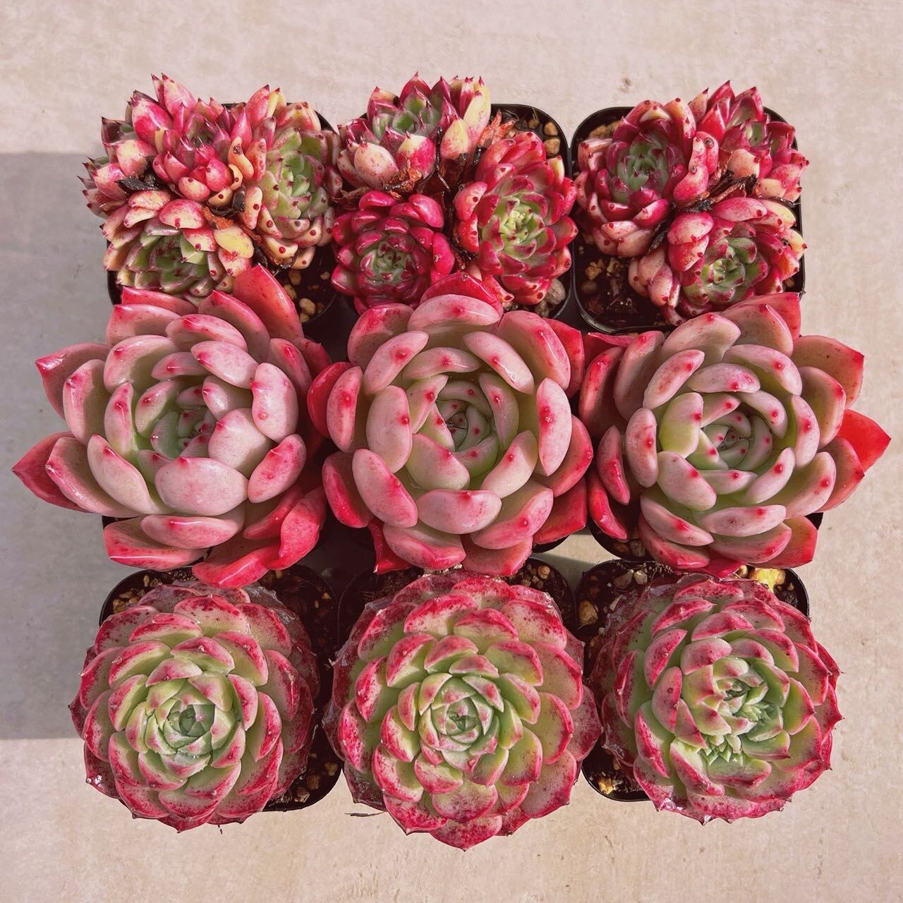 セット024(1月26日base販売会)