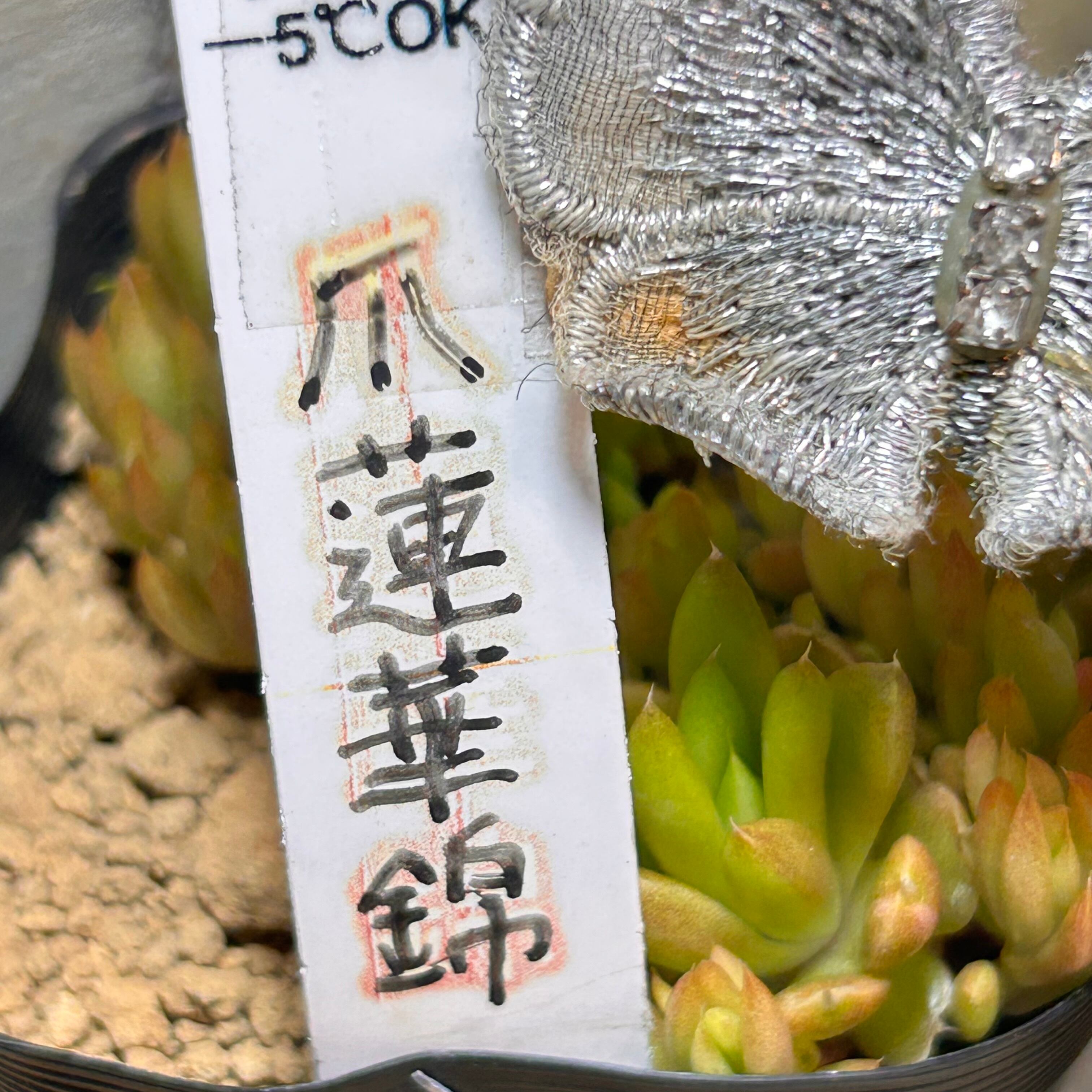 爪蓮華錦 | RuPo 多肉植物専門店