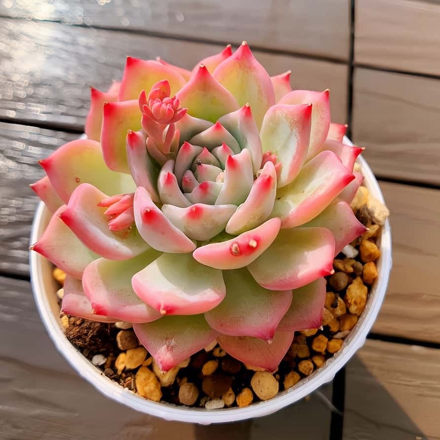 多肉植物 アエオニウム 孔雀白錦 美苗 #孔3 | Pay ID