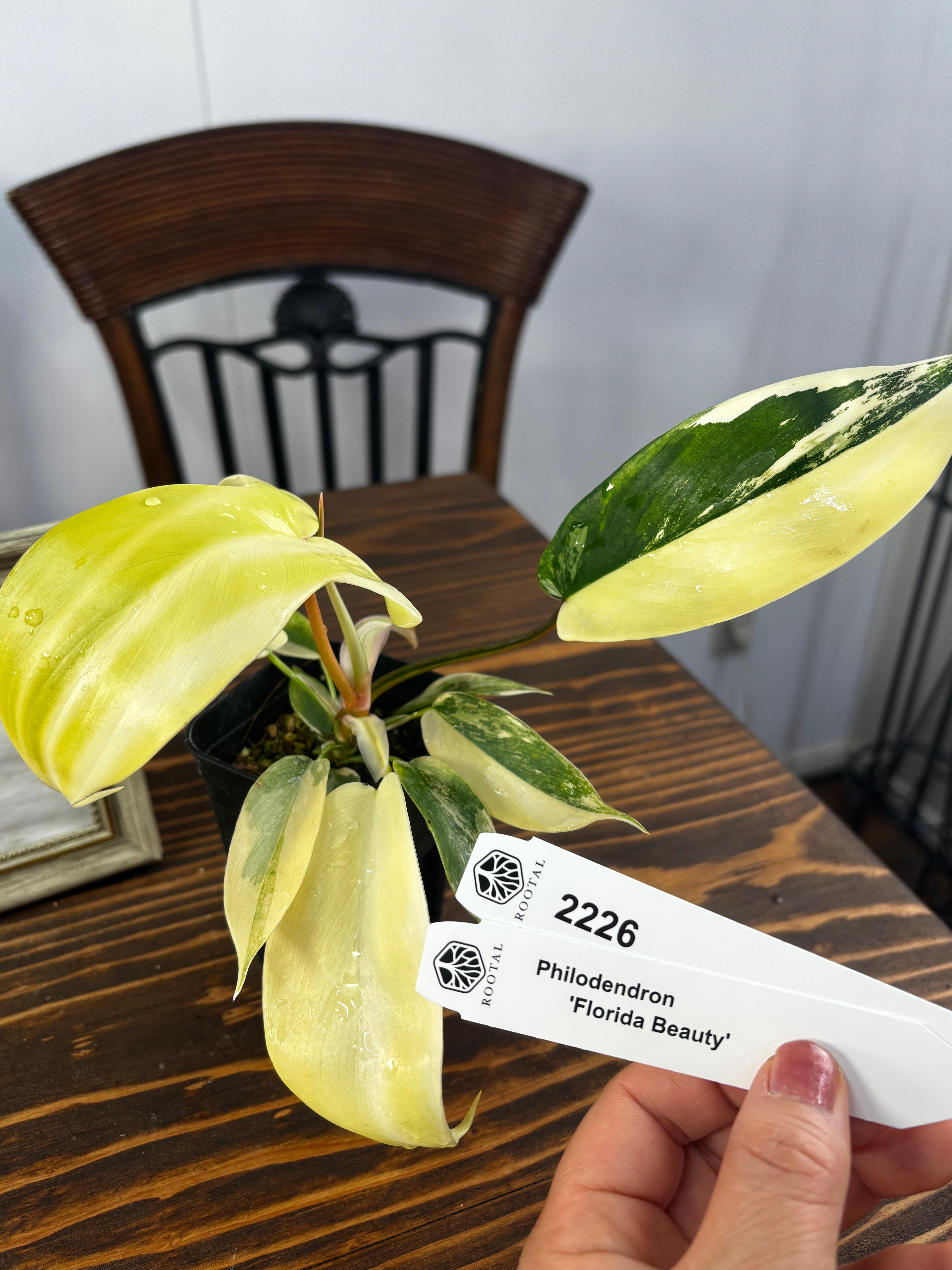 フィロデンドロン | ROOTALPLANTS