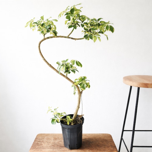 上質な佇まい シェフレラ ウォルシー 曲がり 5号 観葉植物 calm cafe