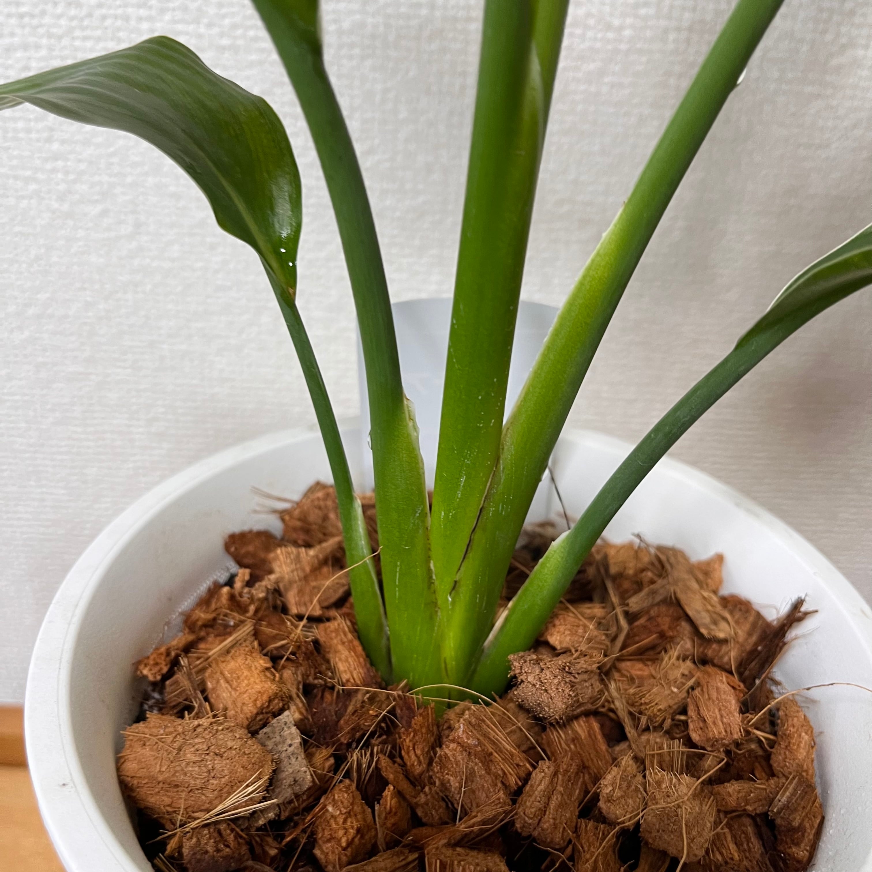 観葉植物 ストレリチア オーガスタ ニコライ 号 鉢植え