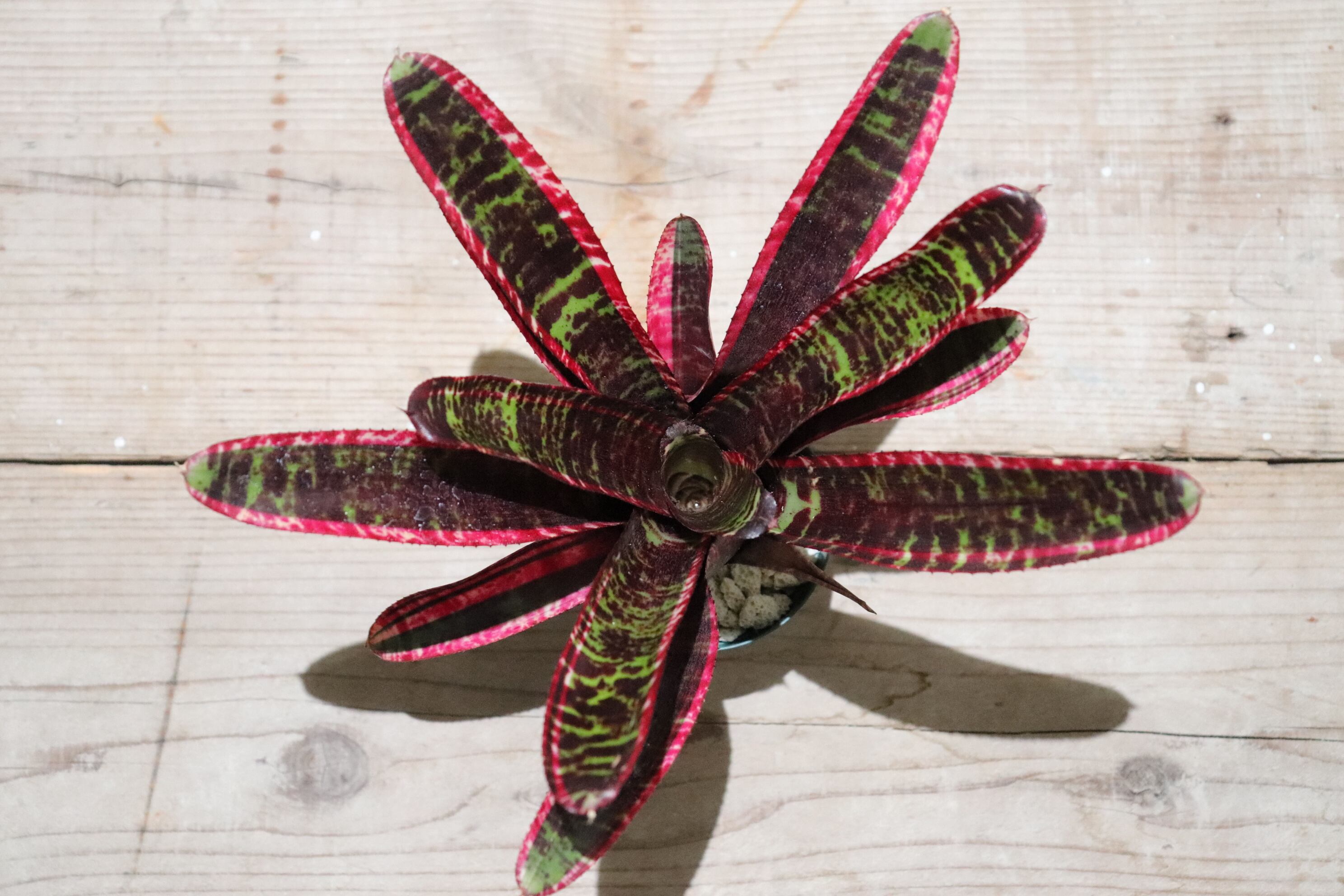 送料無料】Neoregelia 'Lucifer'〔ネオレゲリア〕現品発送N0027